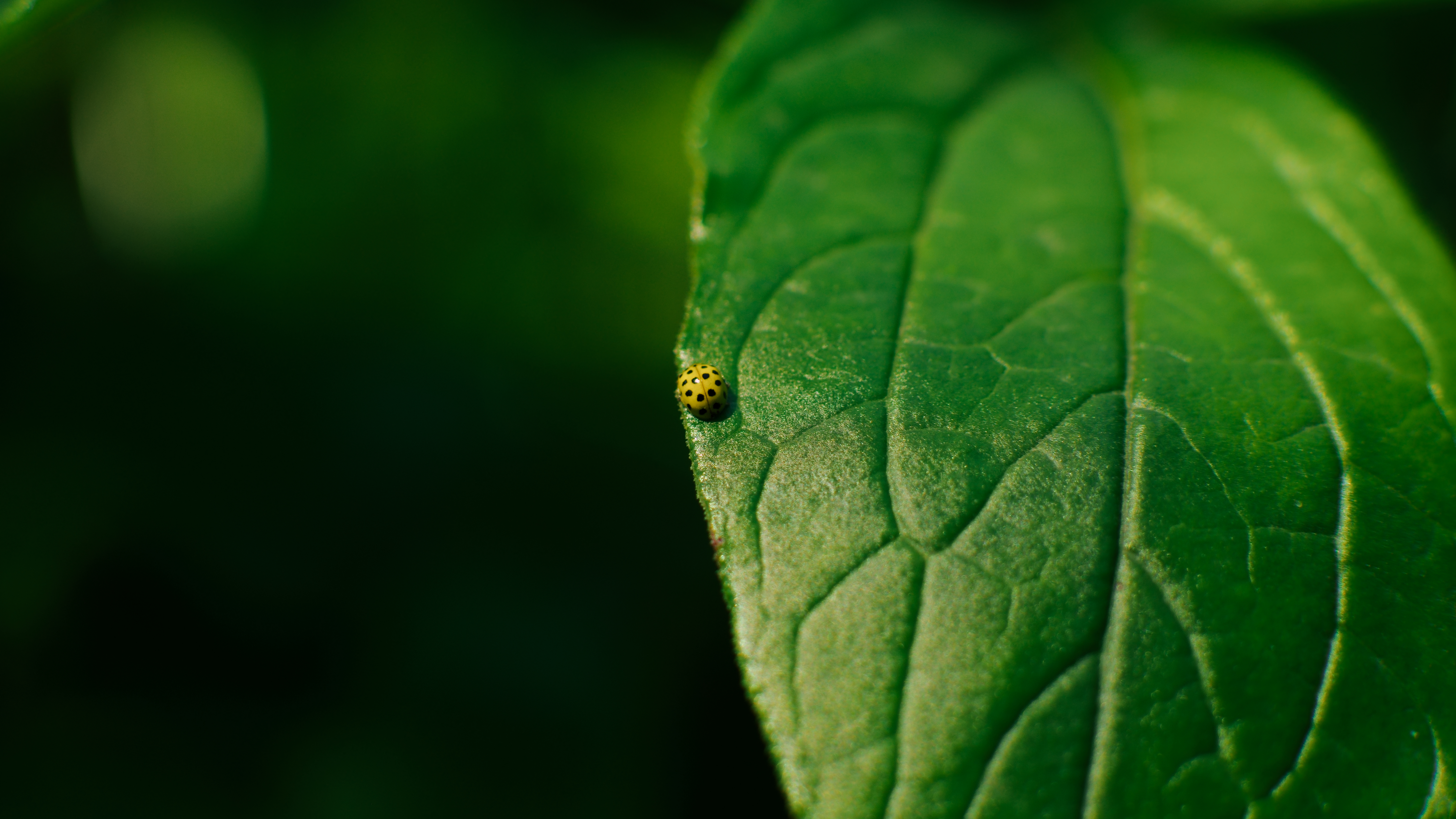 General 5192x2921 leaves beetles macro ladybugs plants insect animals