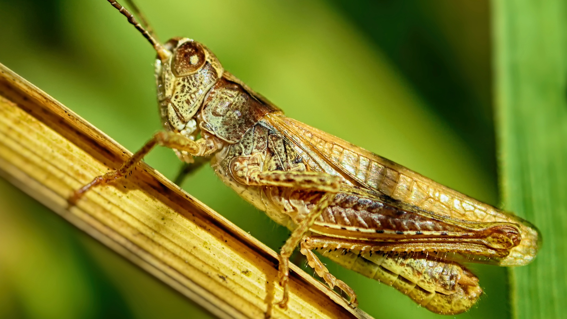 General 1920x1080 grasshopper grass nature macro closeup insect