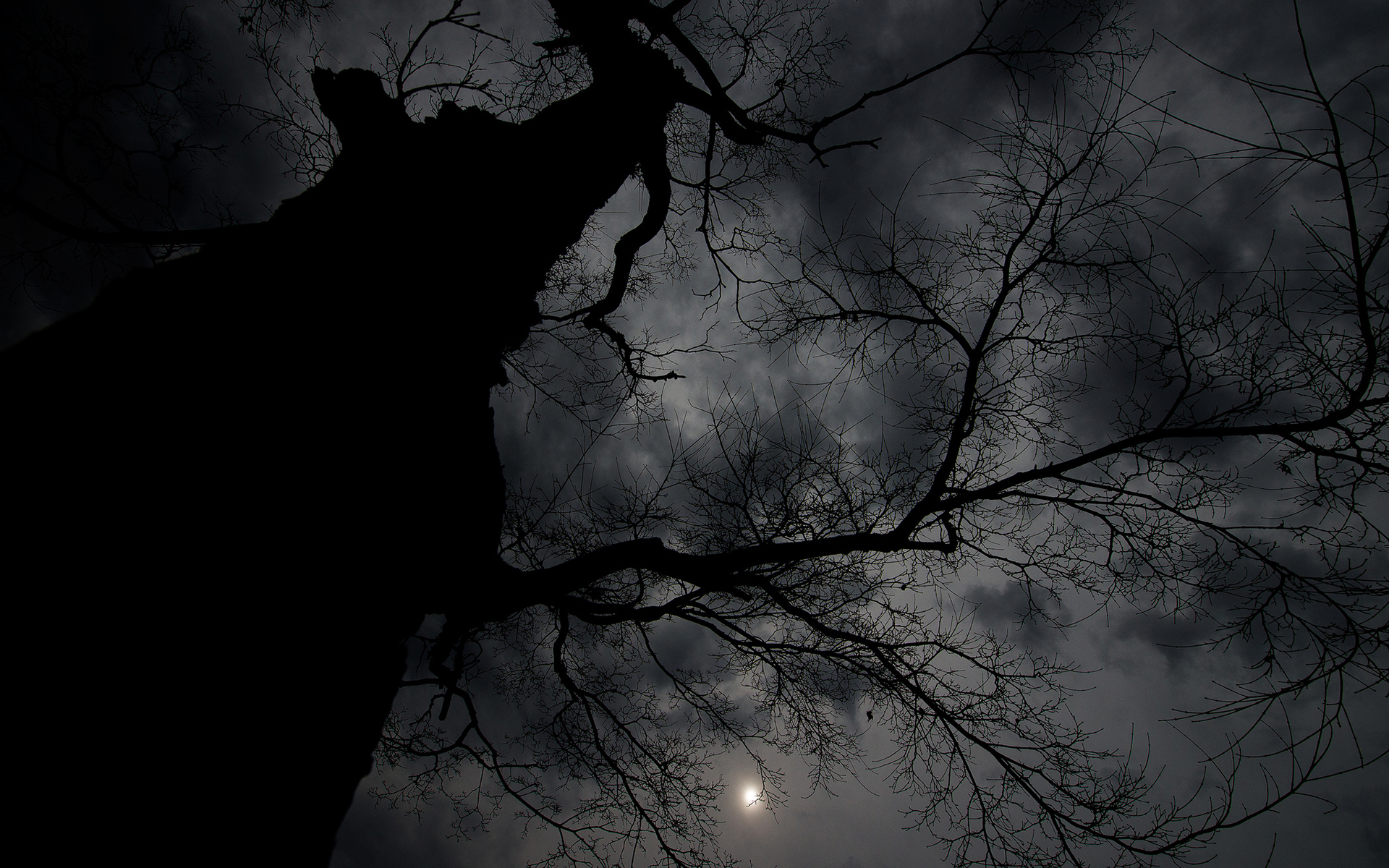 General 1920x1200 night dark clouds Moon branch trees low light