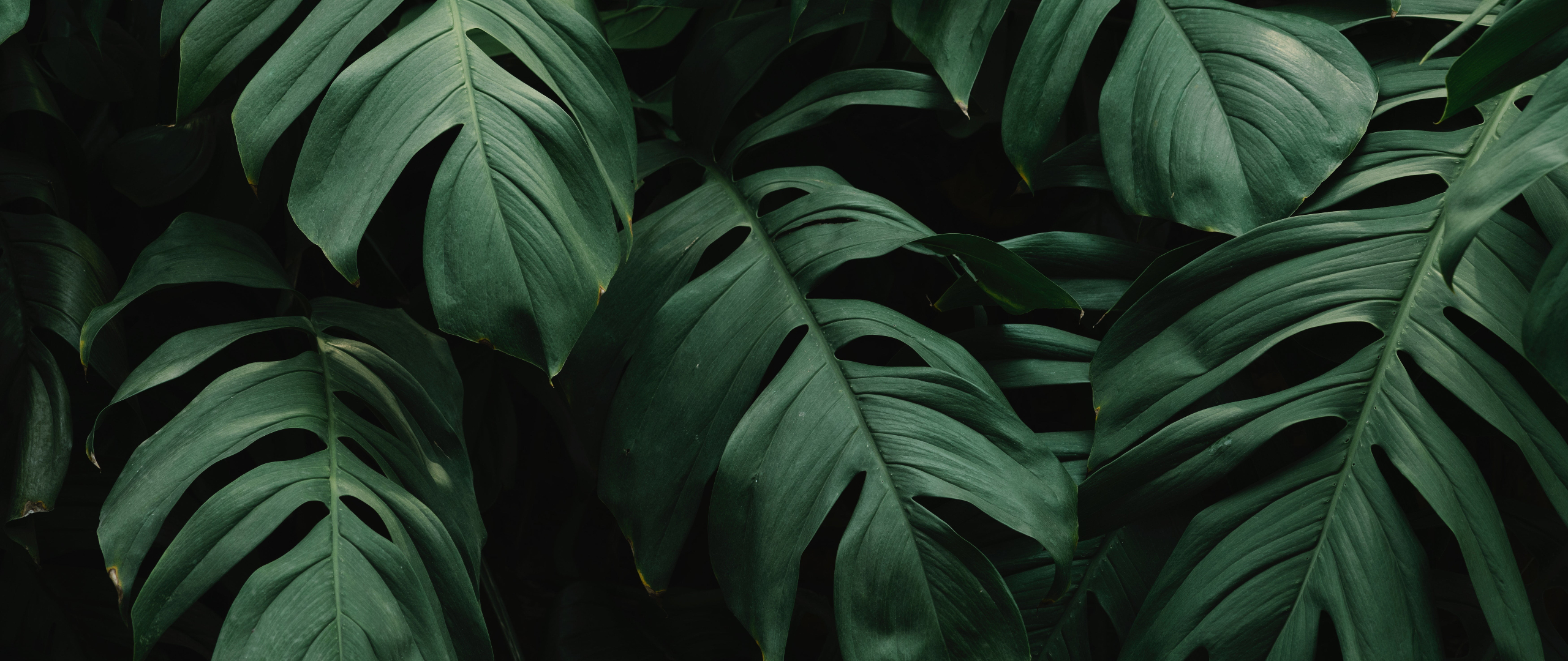 General 2560x1080 plants leaves green wide screen Split-leaf philodendron Monstera Deliciosa