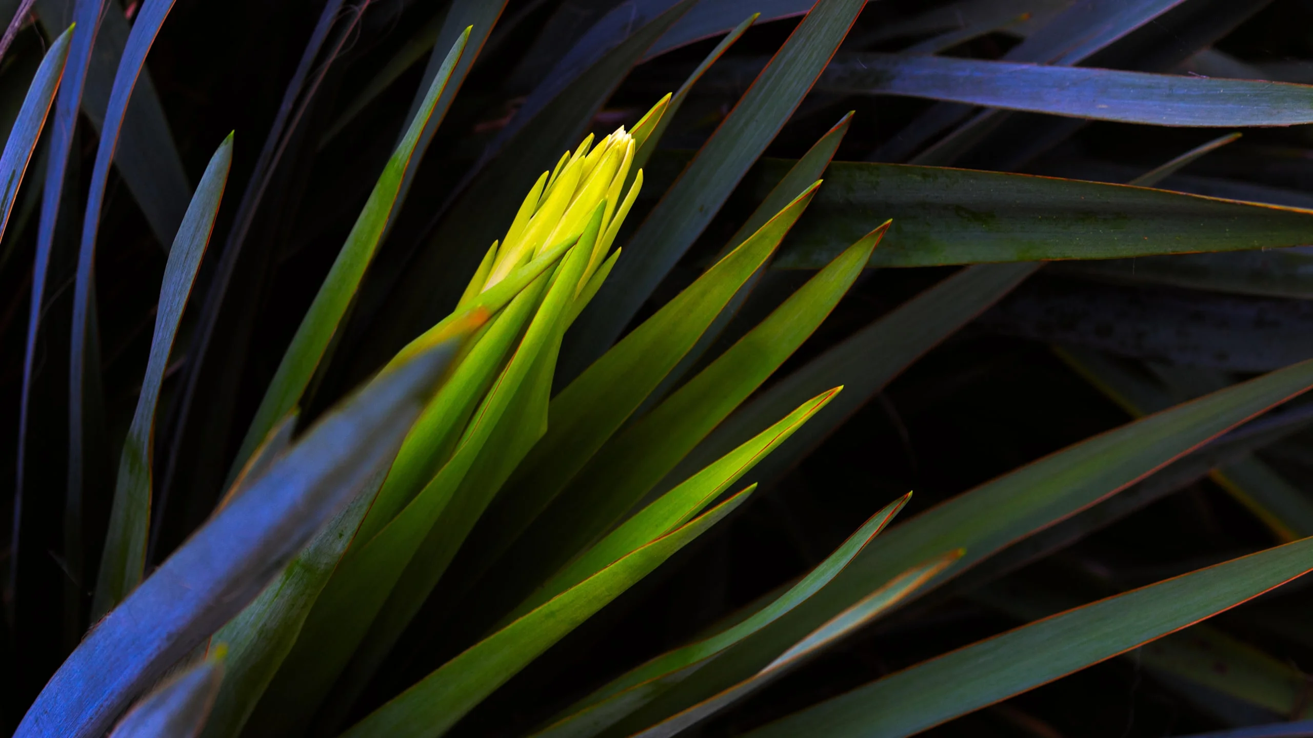 General 2560x1440 closeup macro leaves