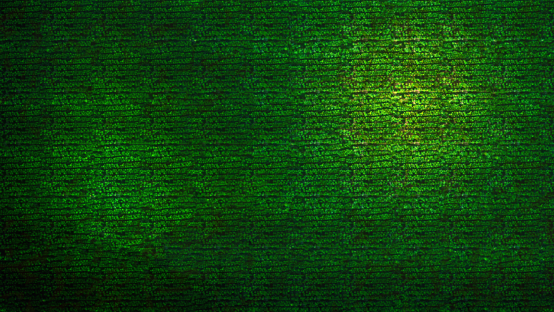 General 1920x1080 green pattern glowing plants minimalism simple background