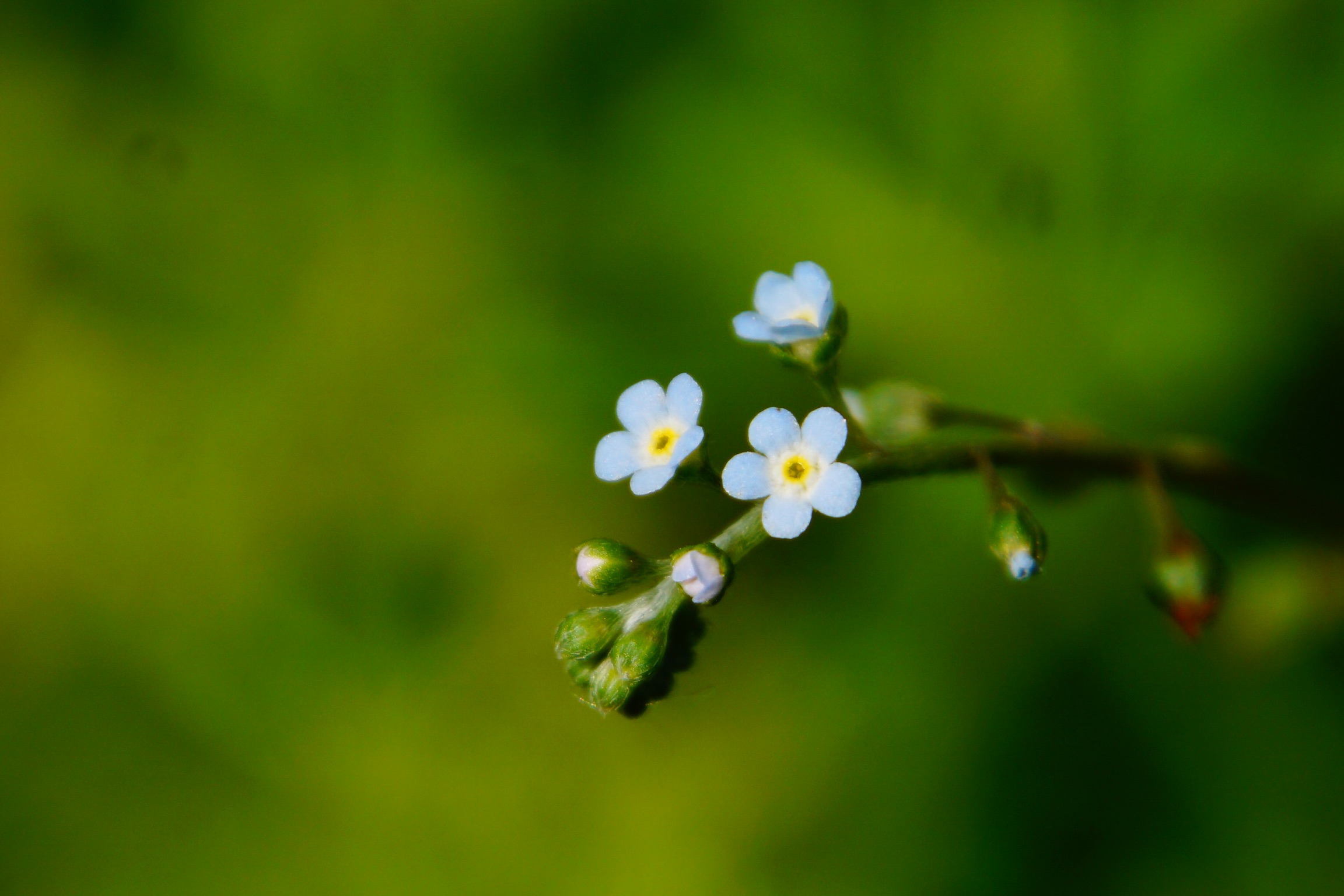 General 2304x1536 nature flowers spring plants blurred blurry background simple background closeup