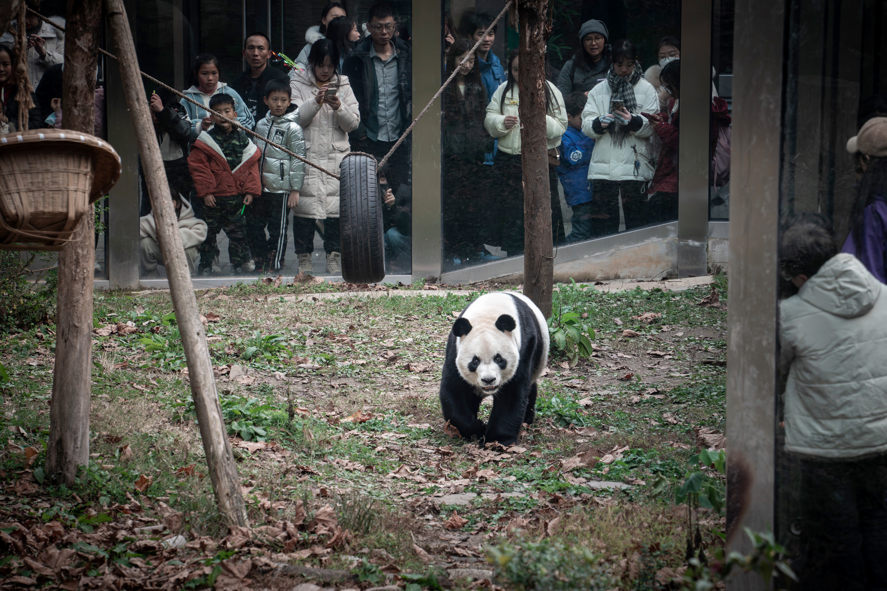 People 3354x2236 animals panda Zoo people grass China Asia