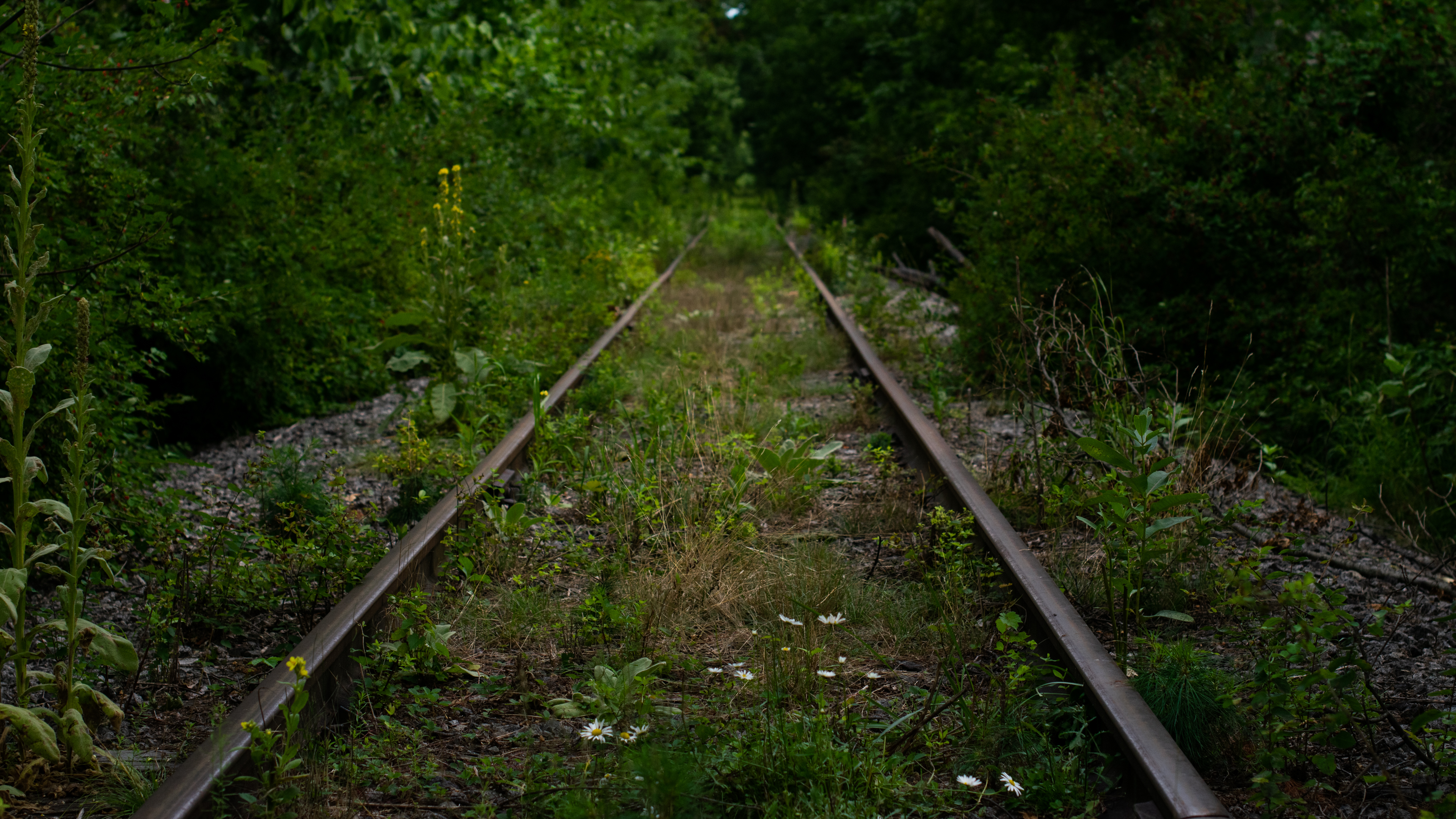 General 3840x2160 railway overgrown abandoned green nature