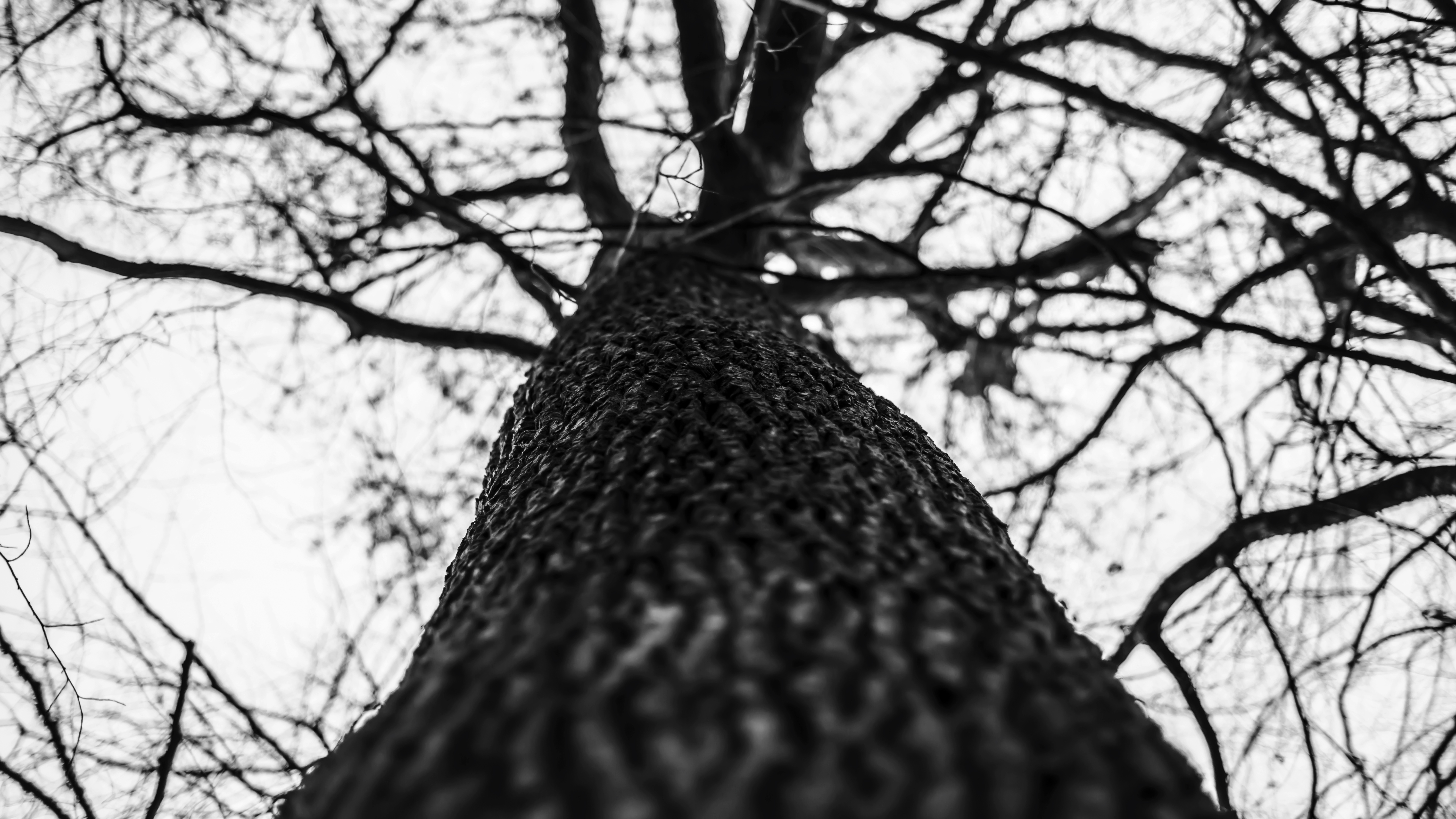 General 6000x3376 nature trees sky monochrome dark photography outdoors