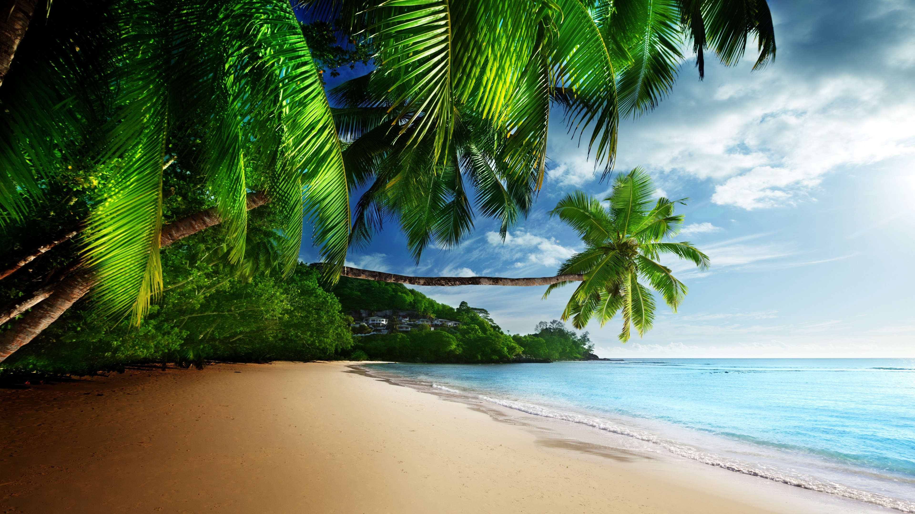 General 3840x2160 nature beach palm trees plants water sand leaves
