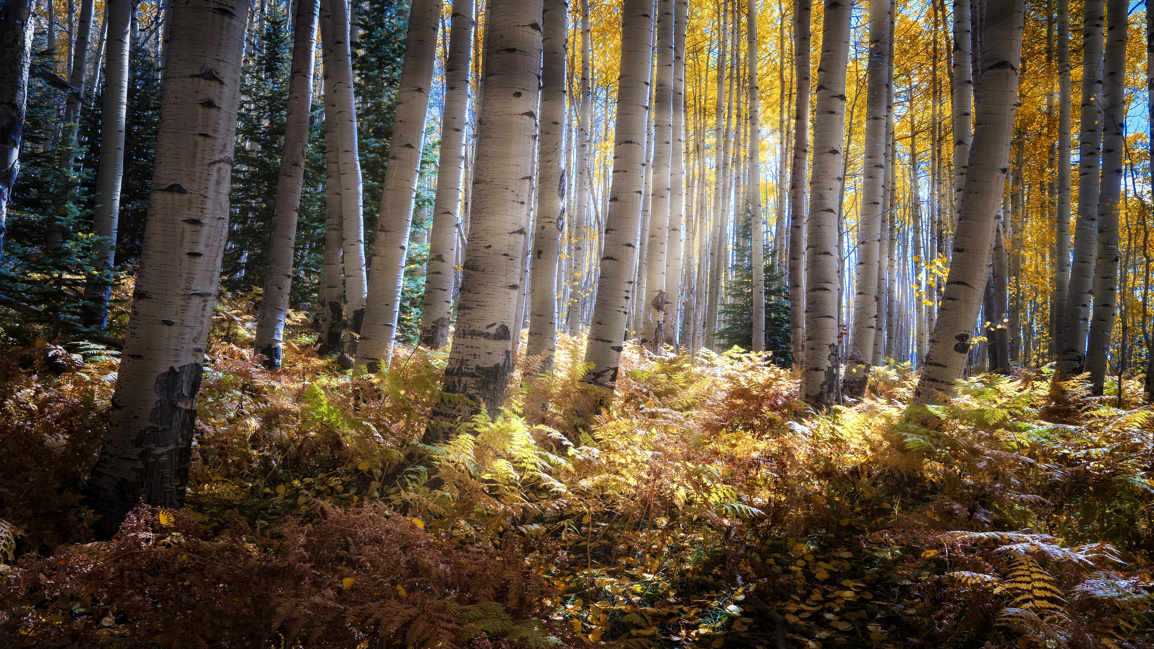 General 3840x2160 nature forest trees sunlight fall