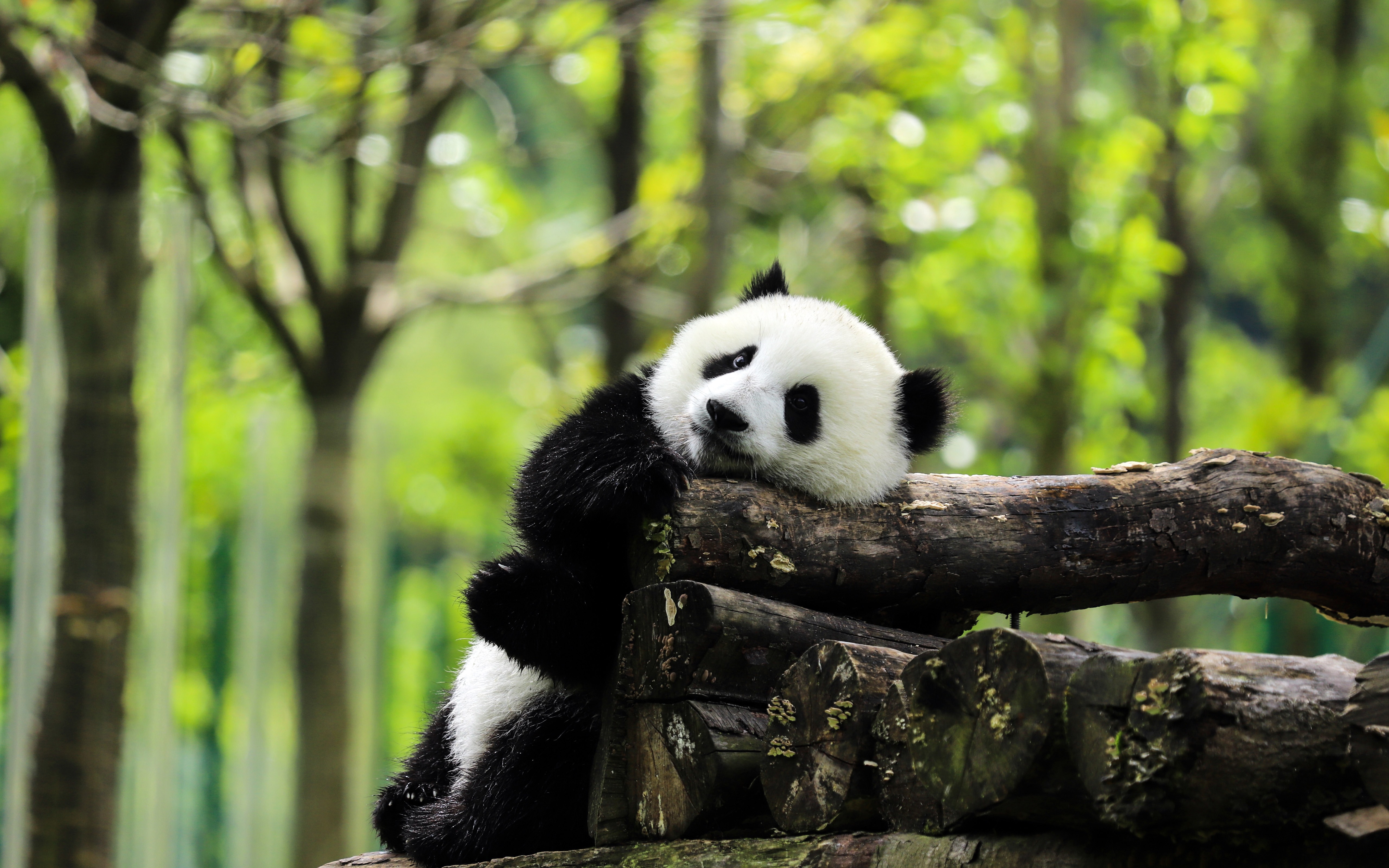 General 5120x3200 panda trees forest animals depth of field