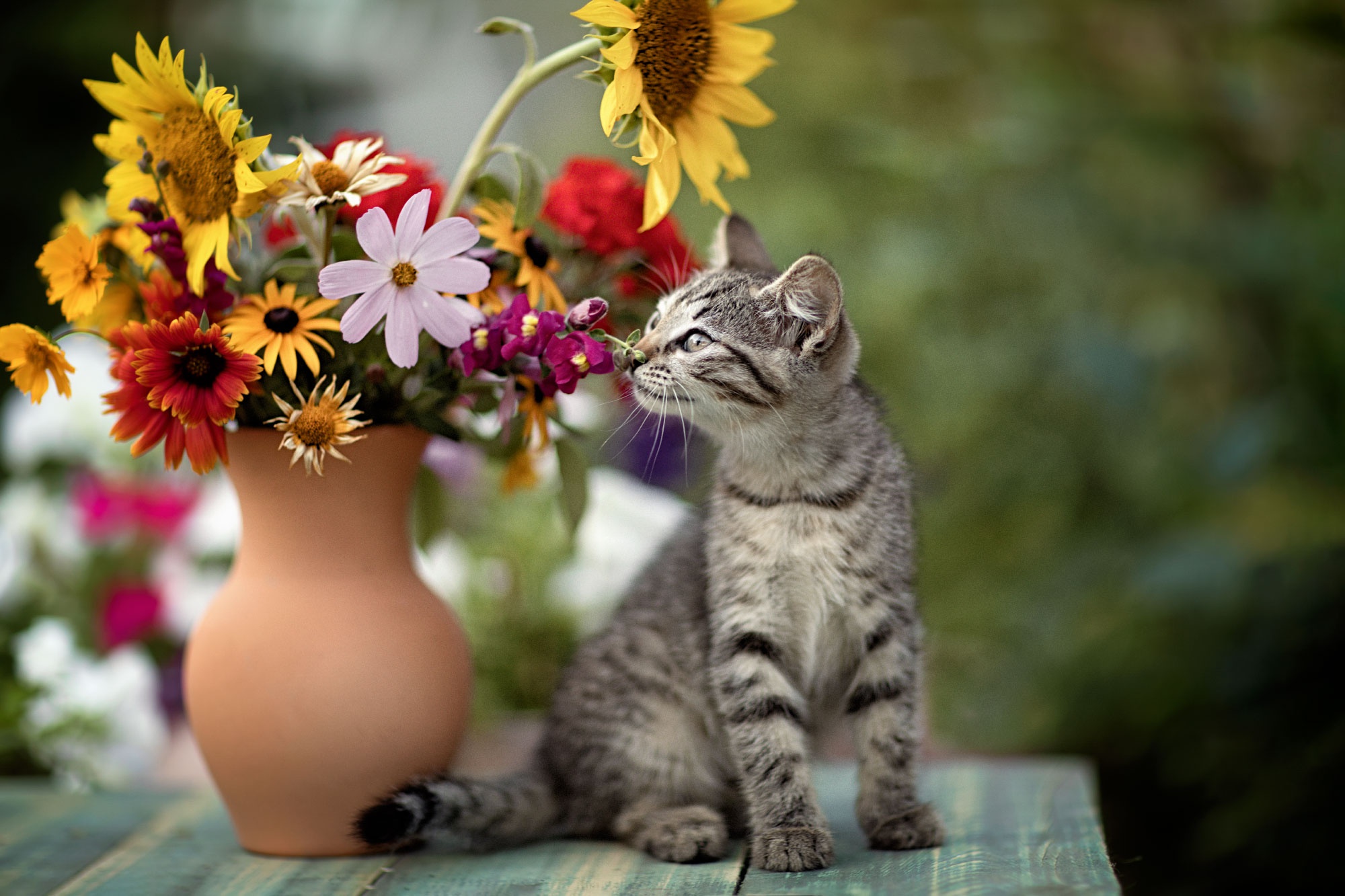 General 2000x1333 flowers plants cats colorful animals mammals kittens