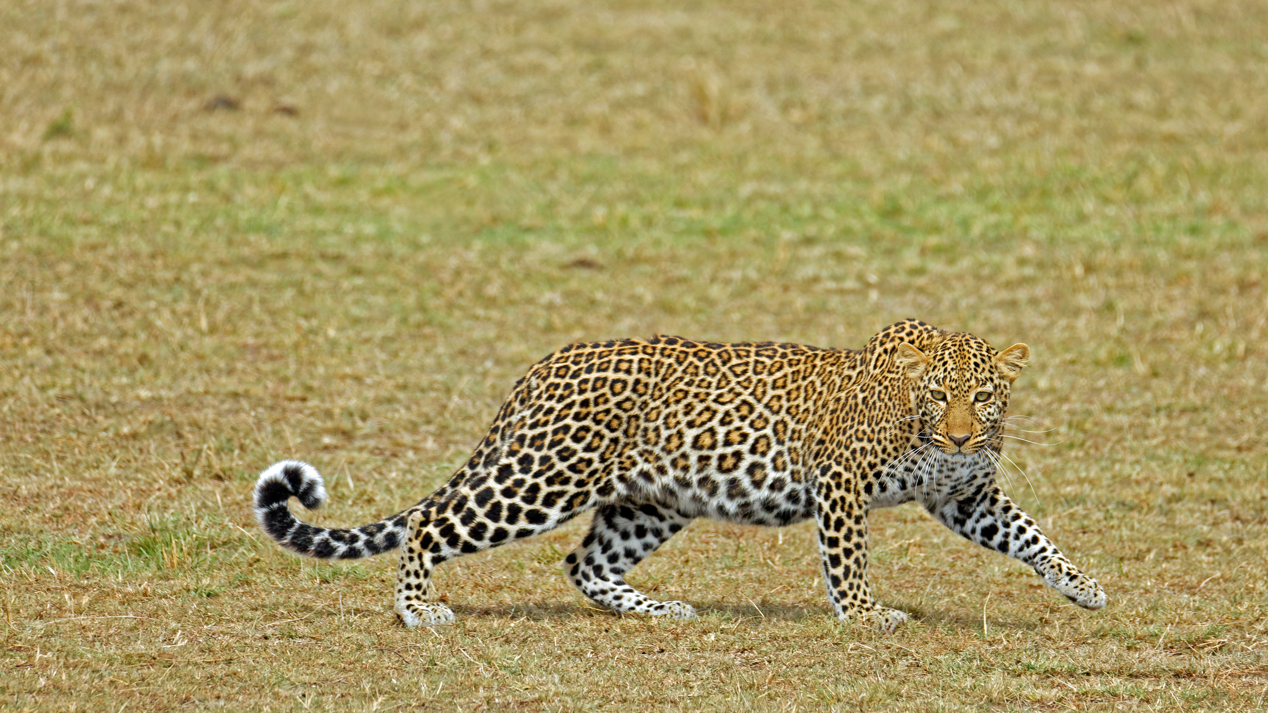 General 4096x2304 wildlife nature feline big cats mammals leopard