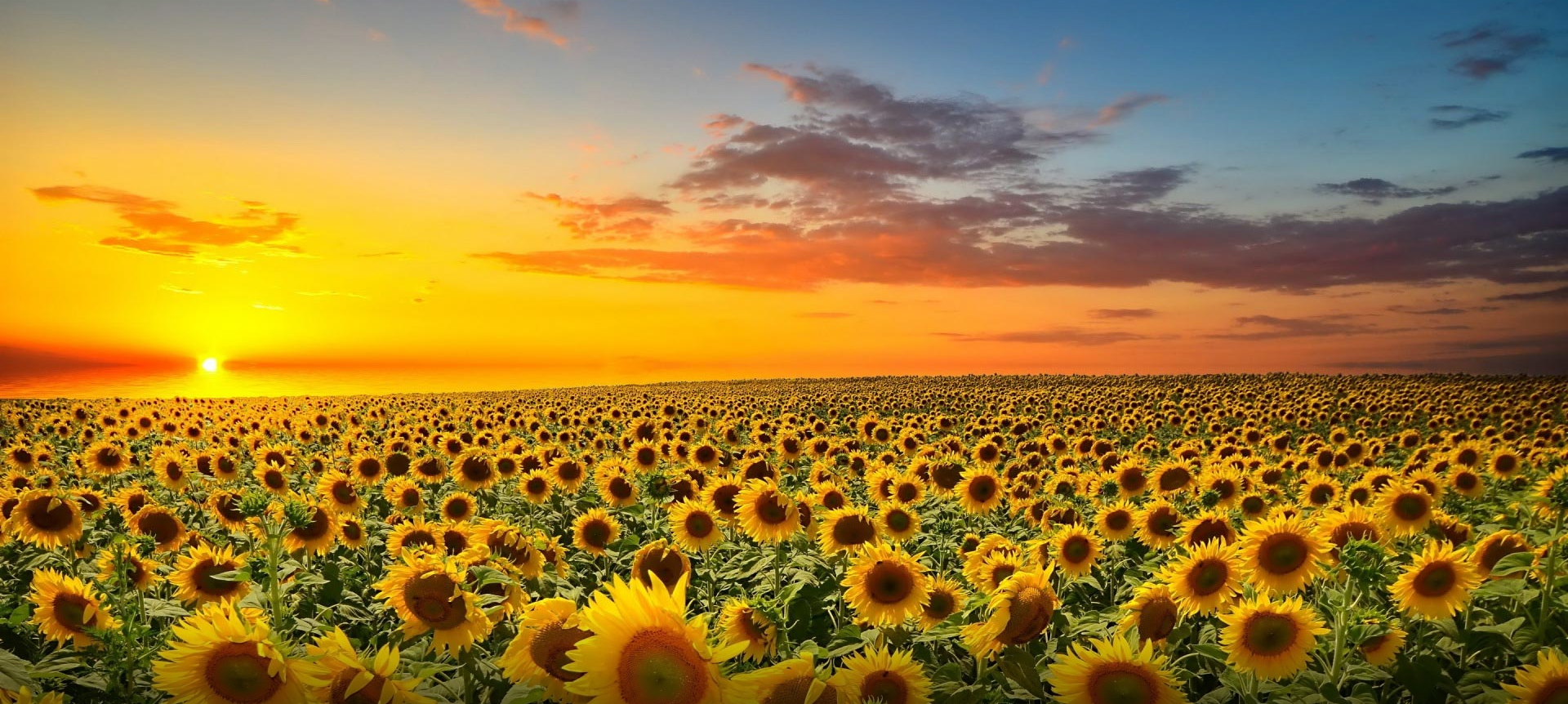 General 1920x862 Sun sunflowers field landscape flowers sky sunlight yellow flowers colorful Agro (Plants)