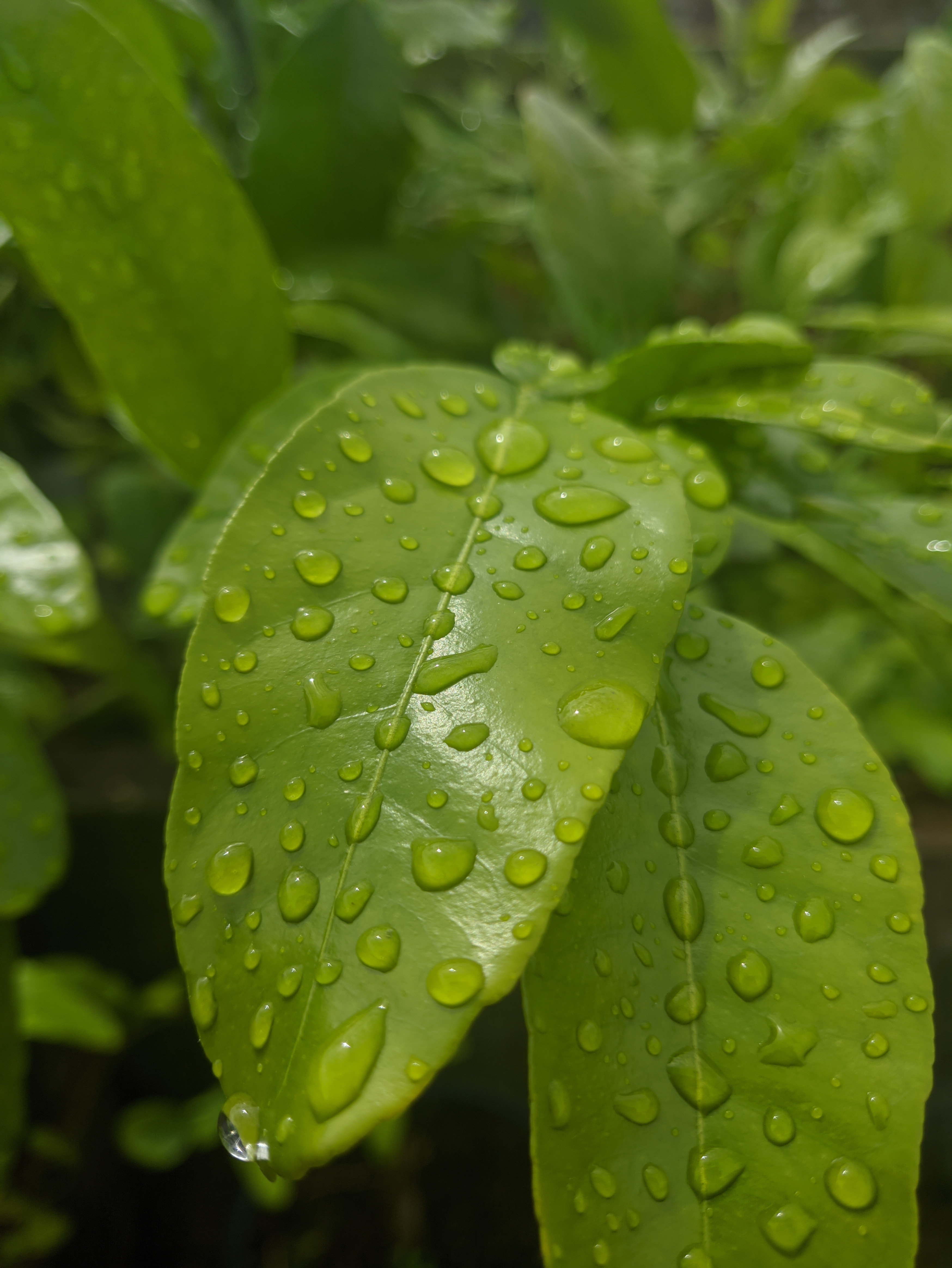 General 3496x4656 photography leaves water drops macro dew