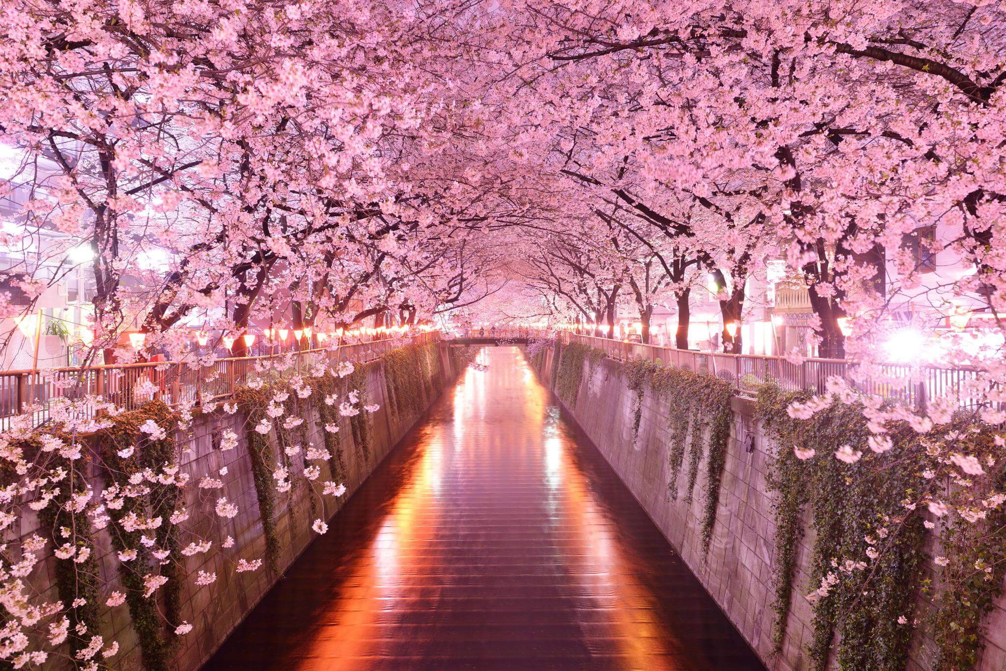 General 2048x1367 flowers nature cherry blossom Japan