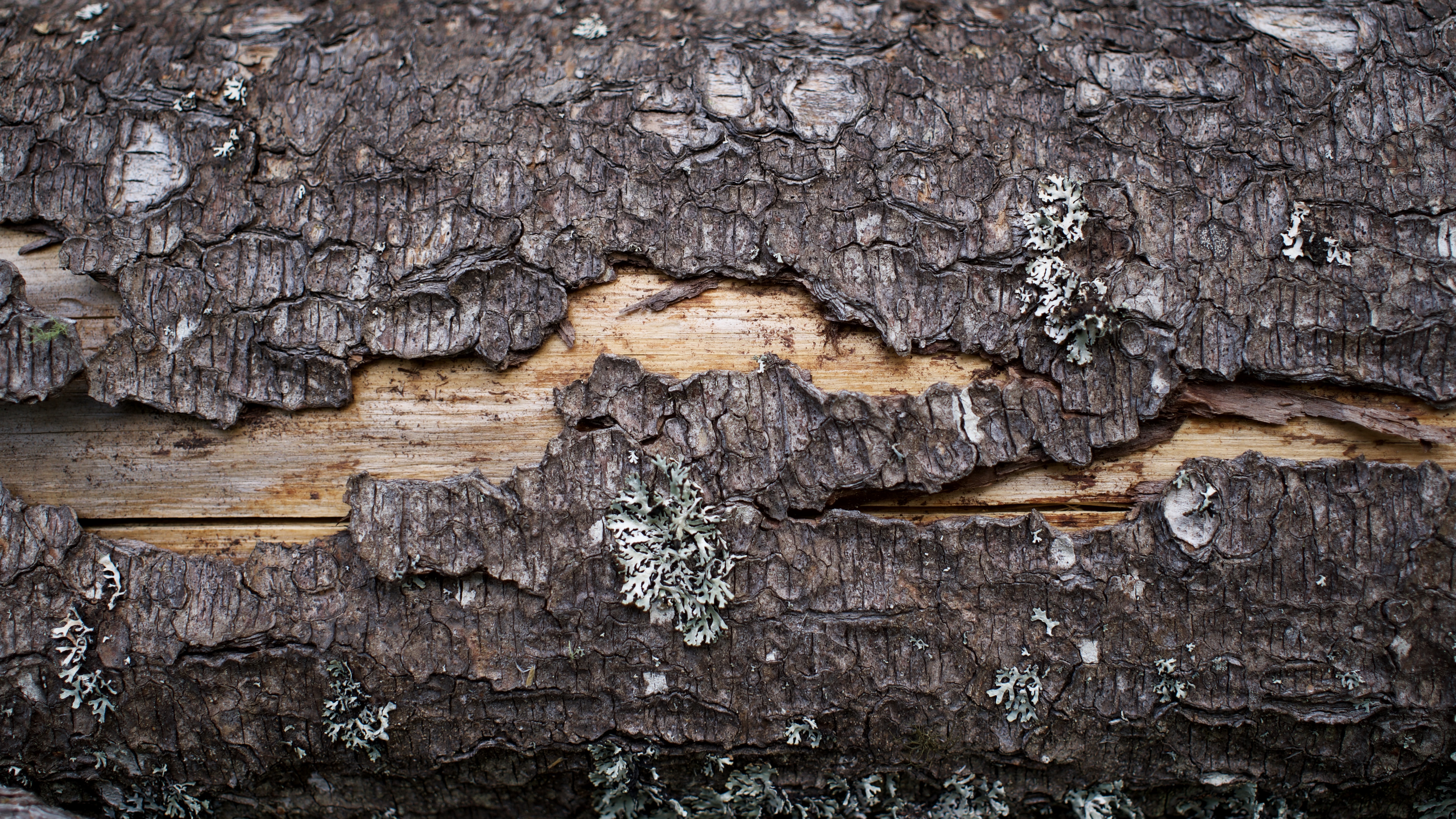 General 6000x3375 nature tree bark wood wood texture log