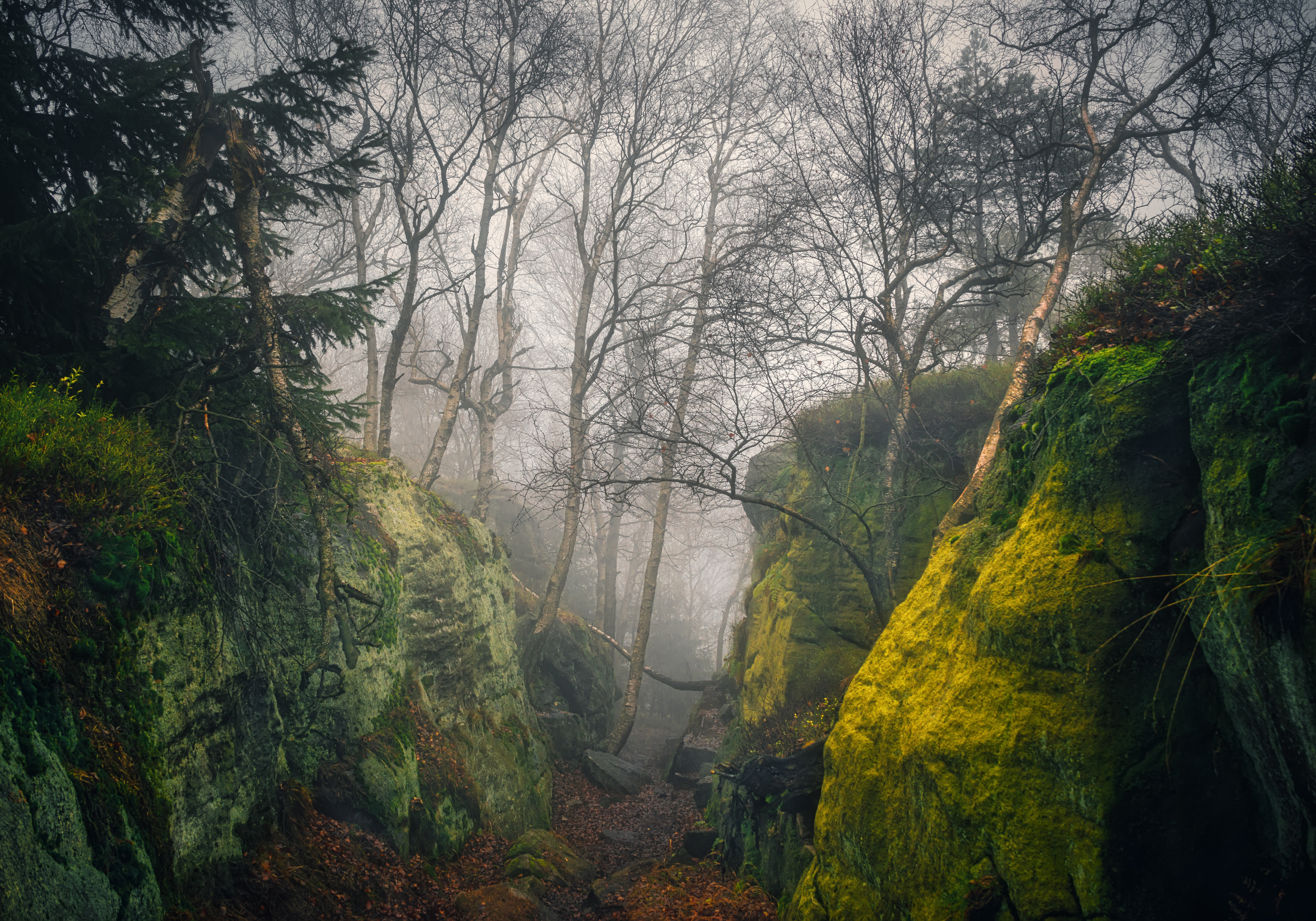 General 2500x1750 rocks trees branch mist forest nature outdoors photography Andrey Ozherelev