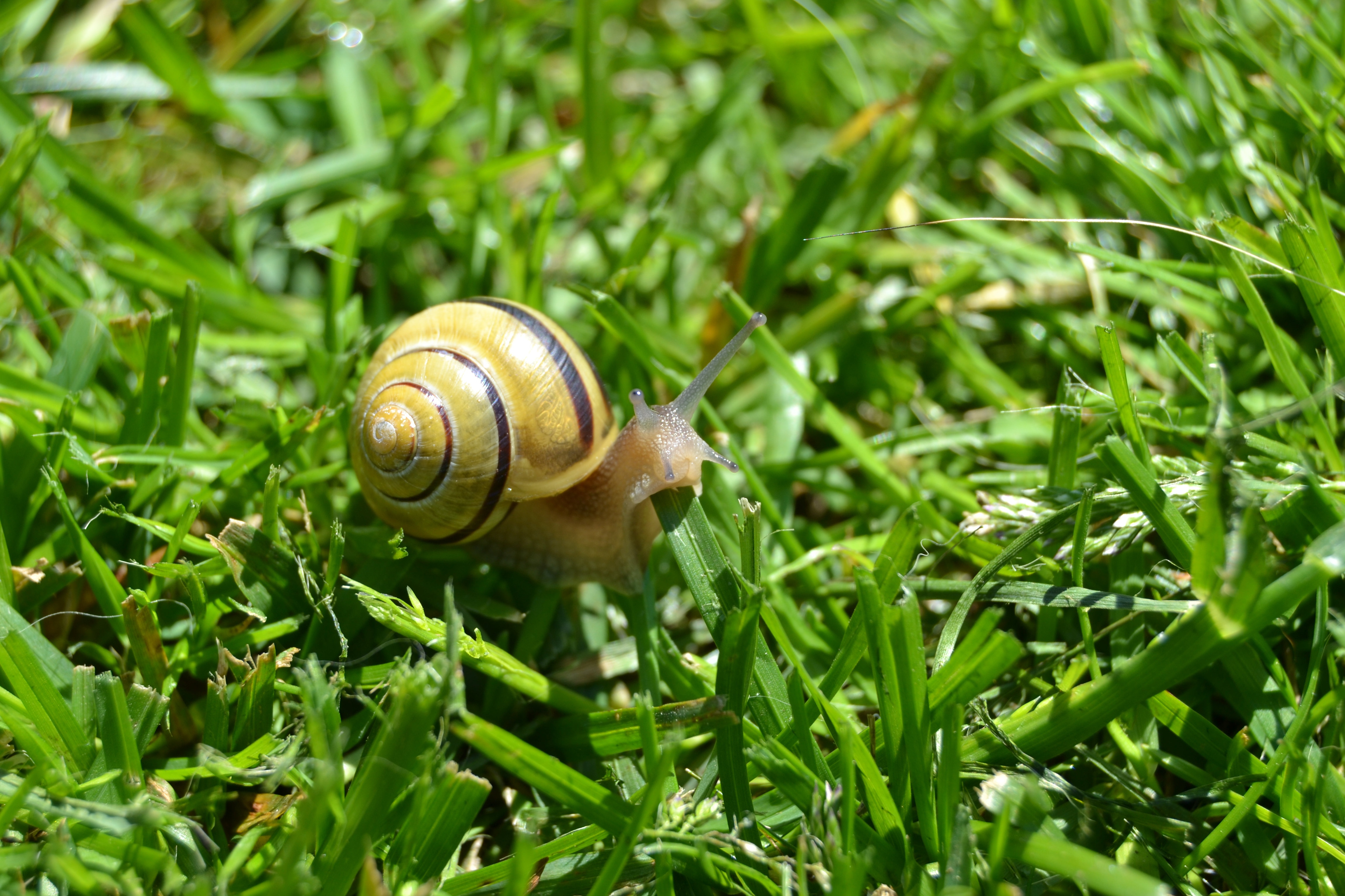 General 4608x3072 snail nature animals grass closeup