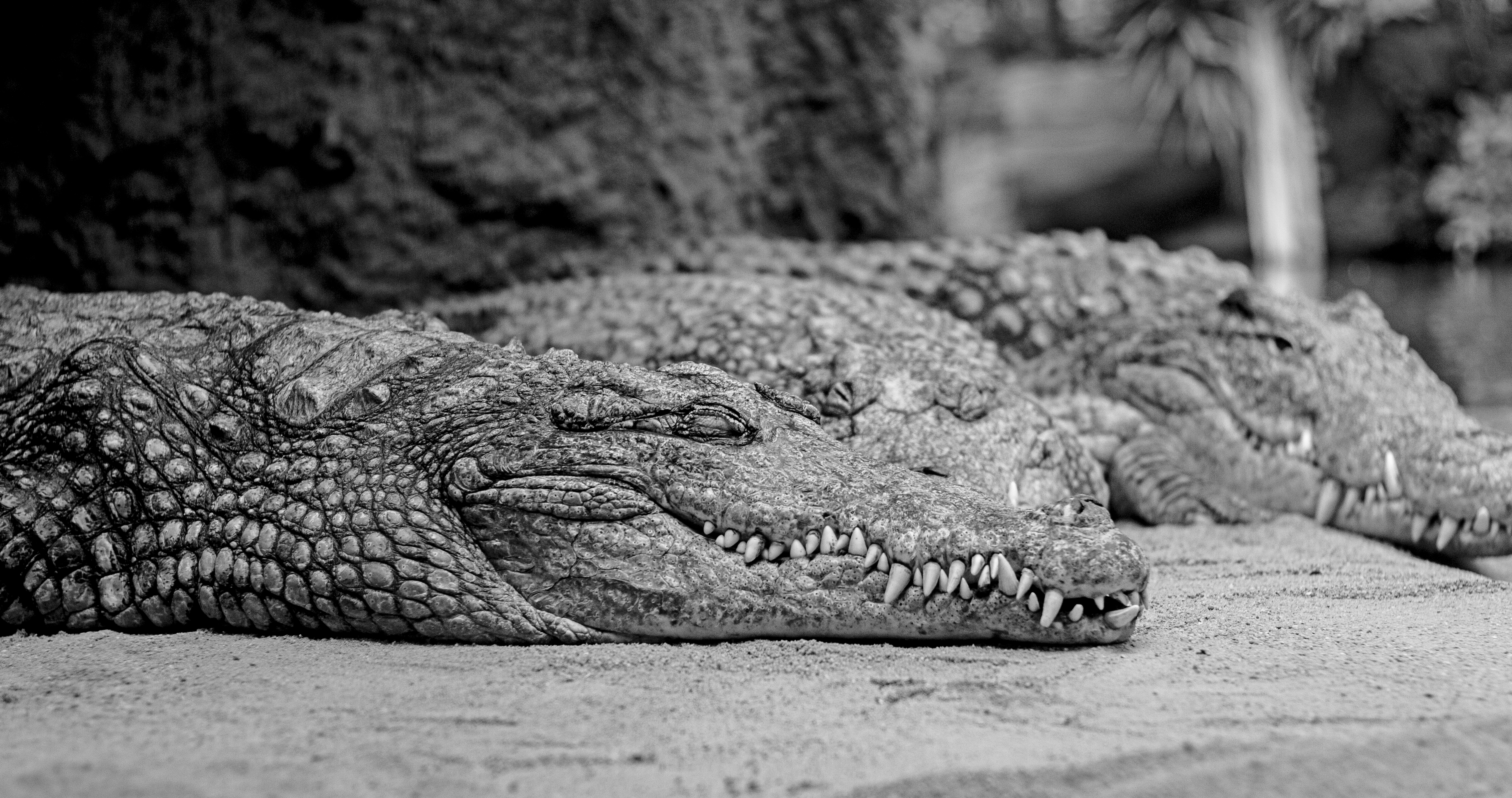 General 5184x2736 monochrome animals crocodiles reptiles