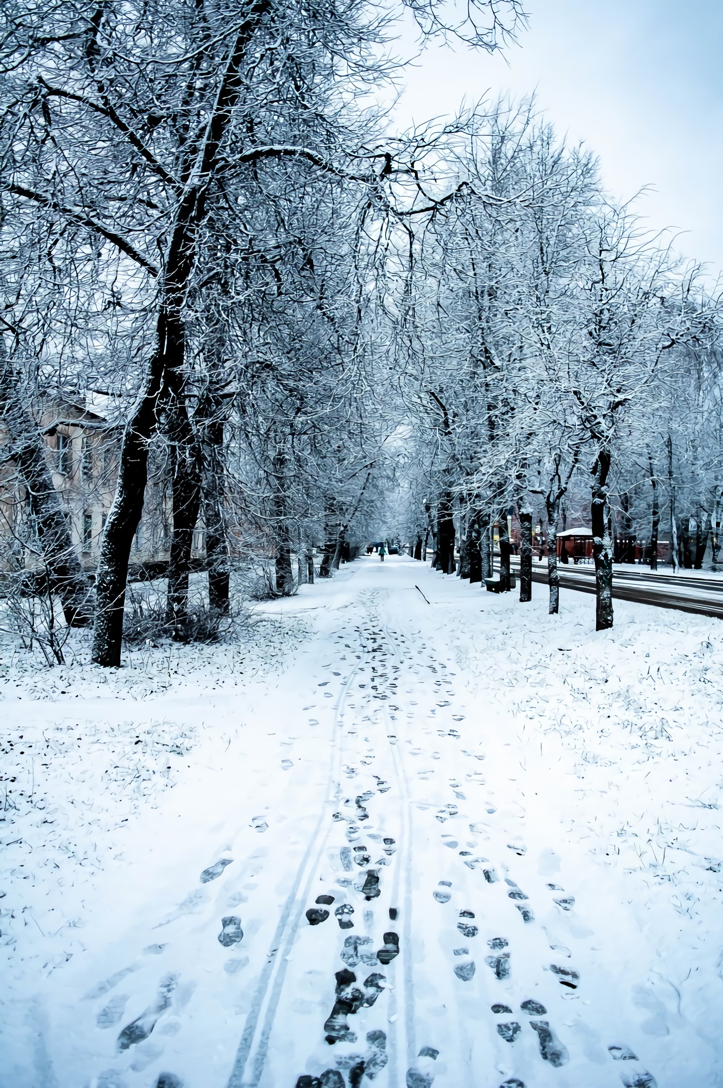 General 1436x2160 winter snow nature trees road outdoors