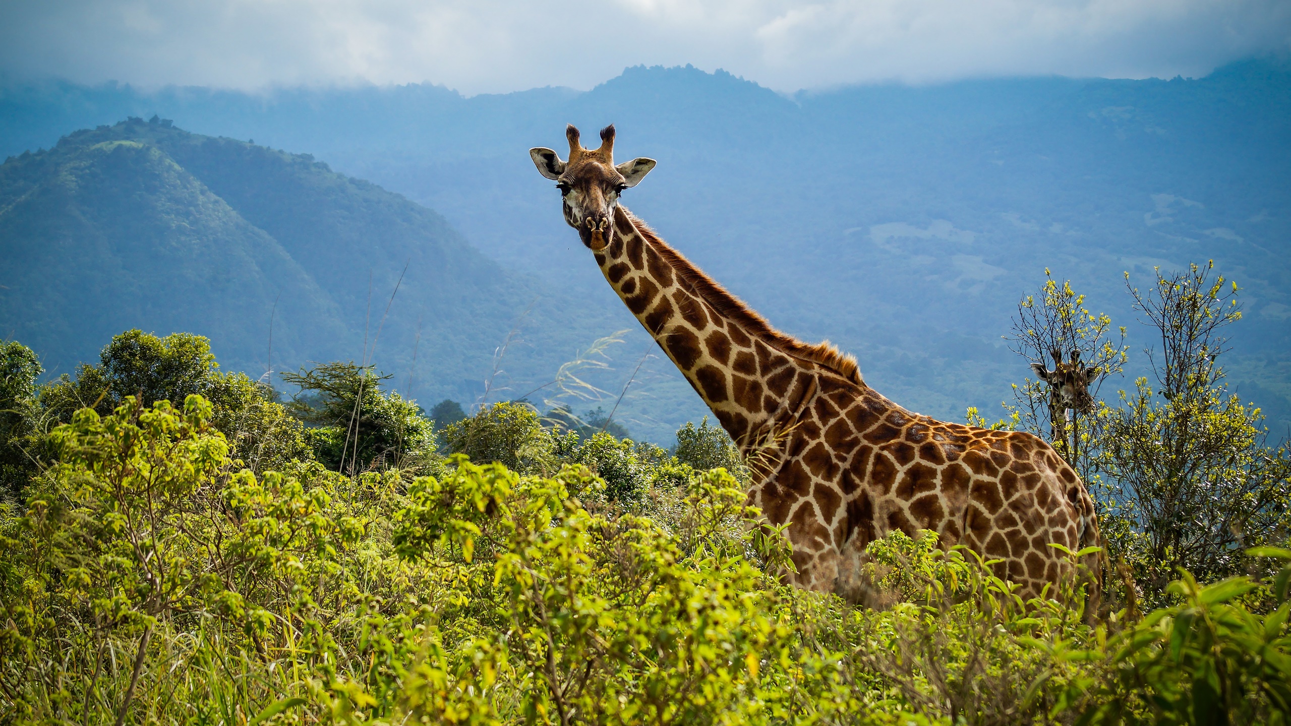 General 2560x1440 nature giraffes animals mammals