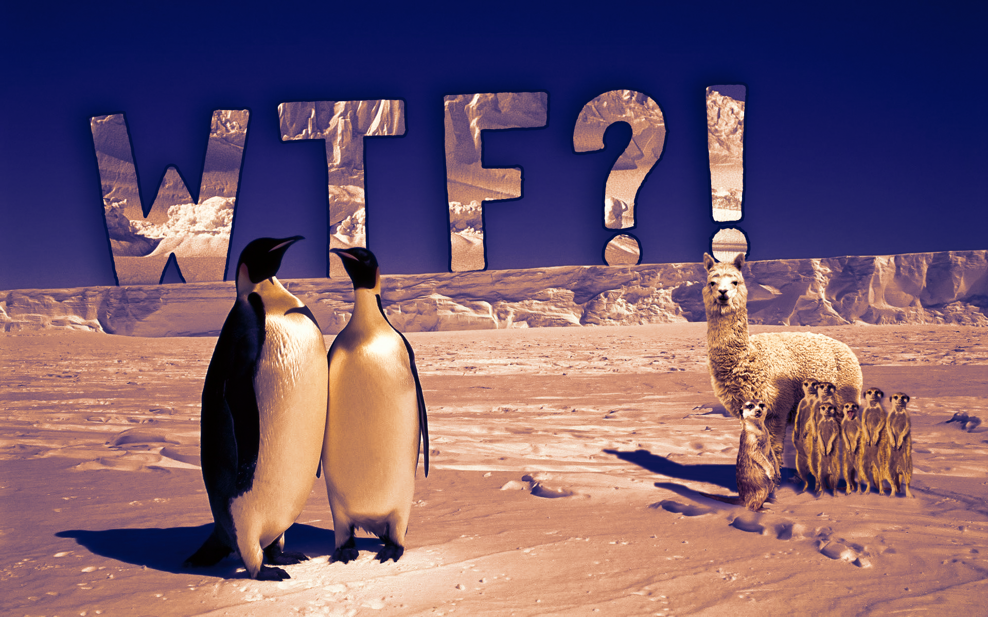 General 1920x1200 photo manipulation penguins alpacas meerkats snow Antarctica WTF humor