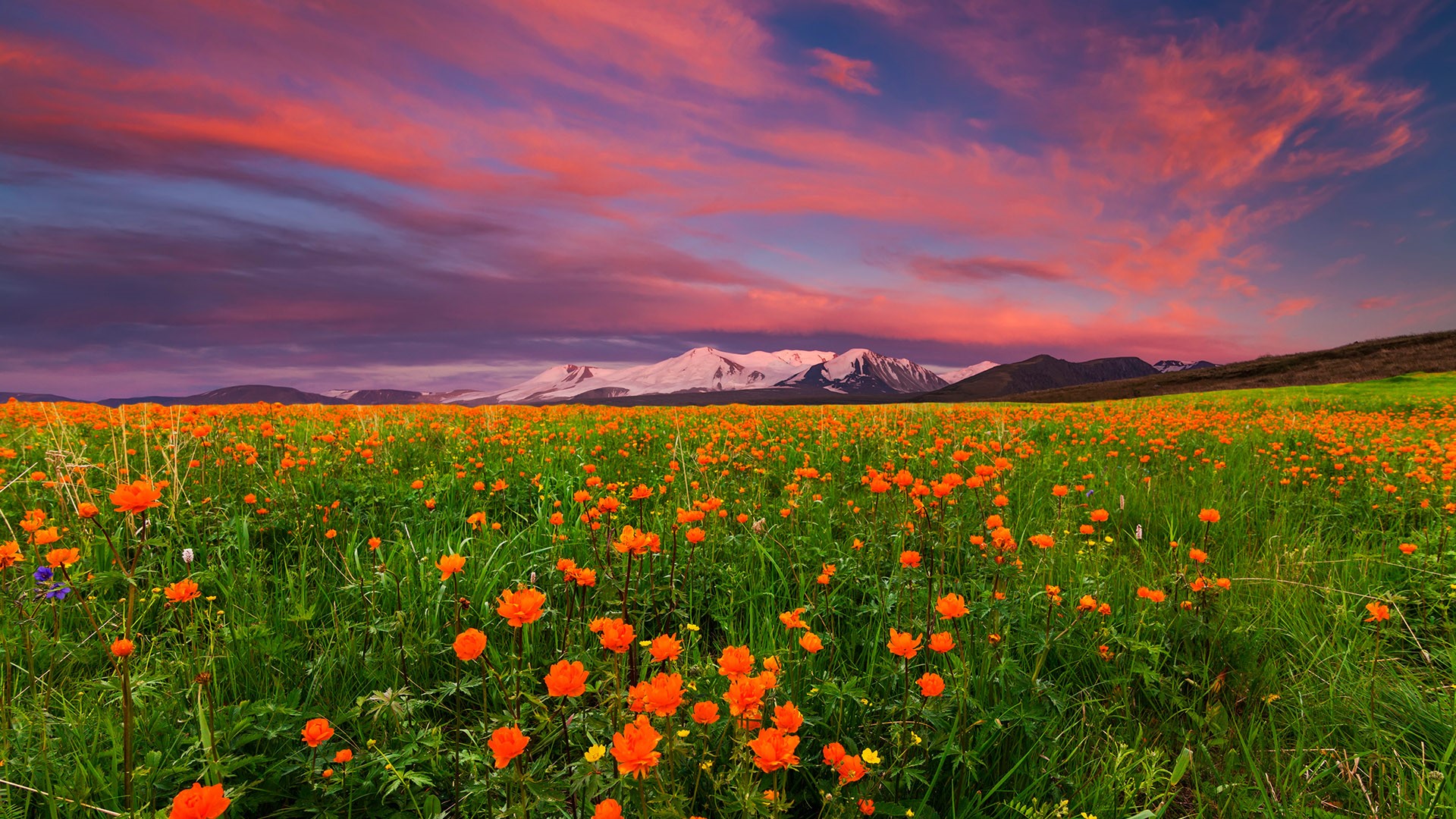 General 1920x1080 nature landscape clouds sky field flowers orange flowers plants sunset mountains snowy mountain Russia far view