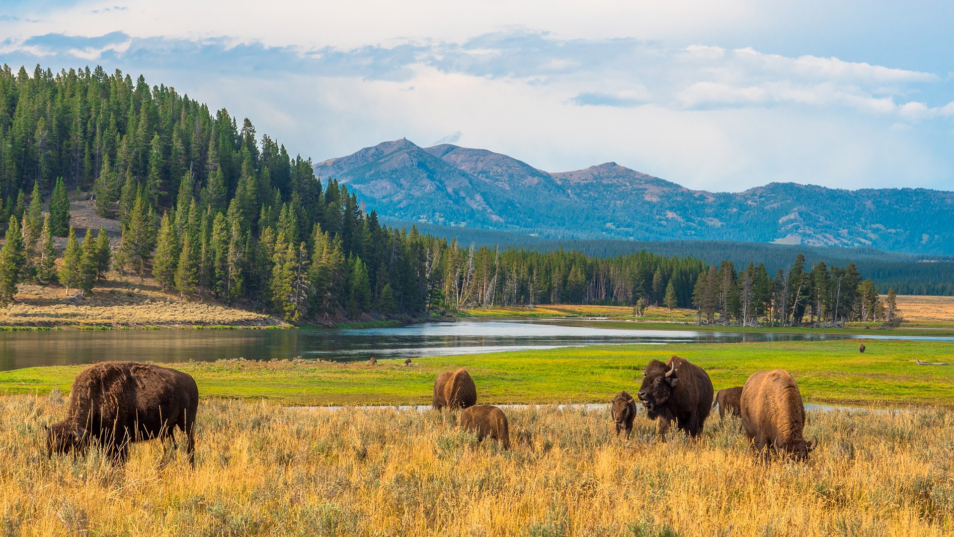 General 1920x1080 nature landscape trees forest mountains river bison plants grass water Yellowstone National Park Wyoming USA animals mammals field
