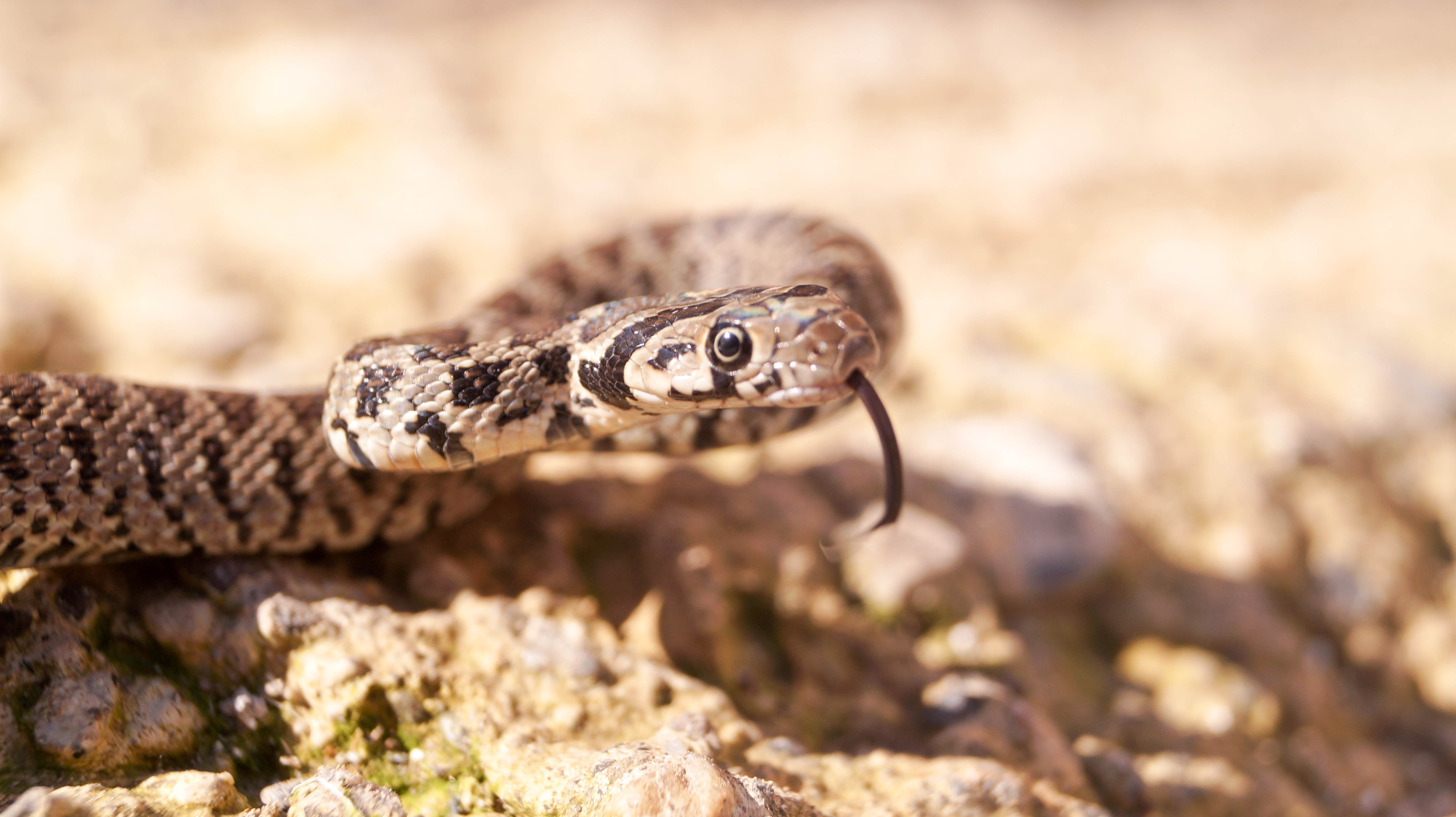 General 5456x3064 snake animals nature photography
