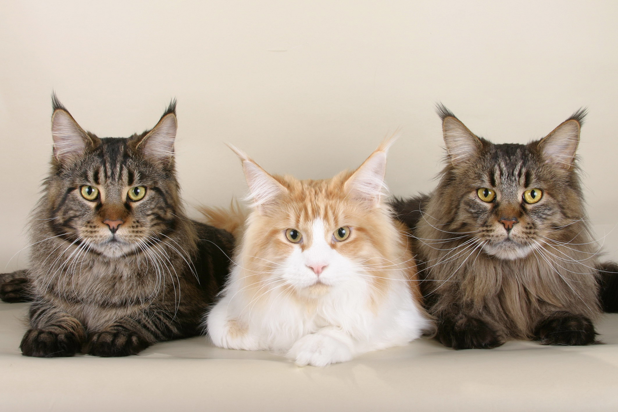 General 2126x1417 cats animals eyes indoors Maine Coon simple background closeup