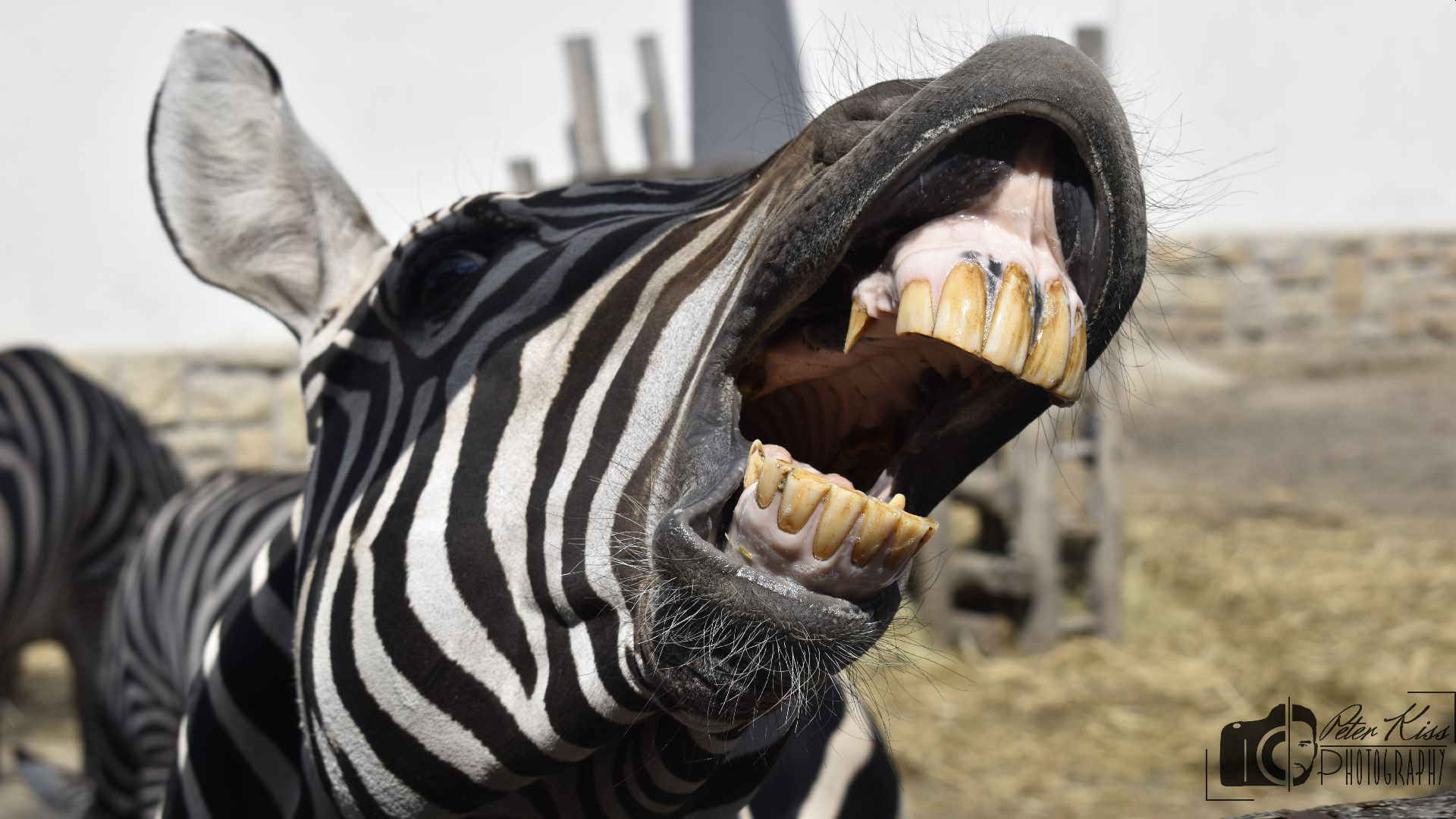General 1920x1080 zebras Zoo teeth humor photography animals watermarked closeup