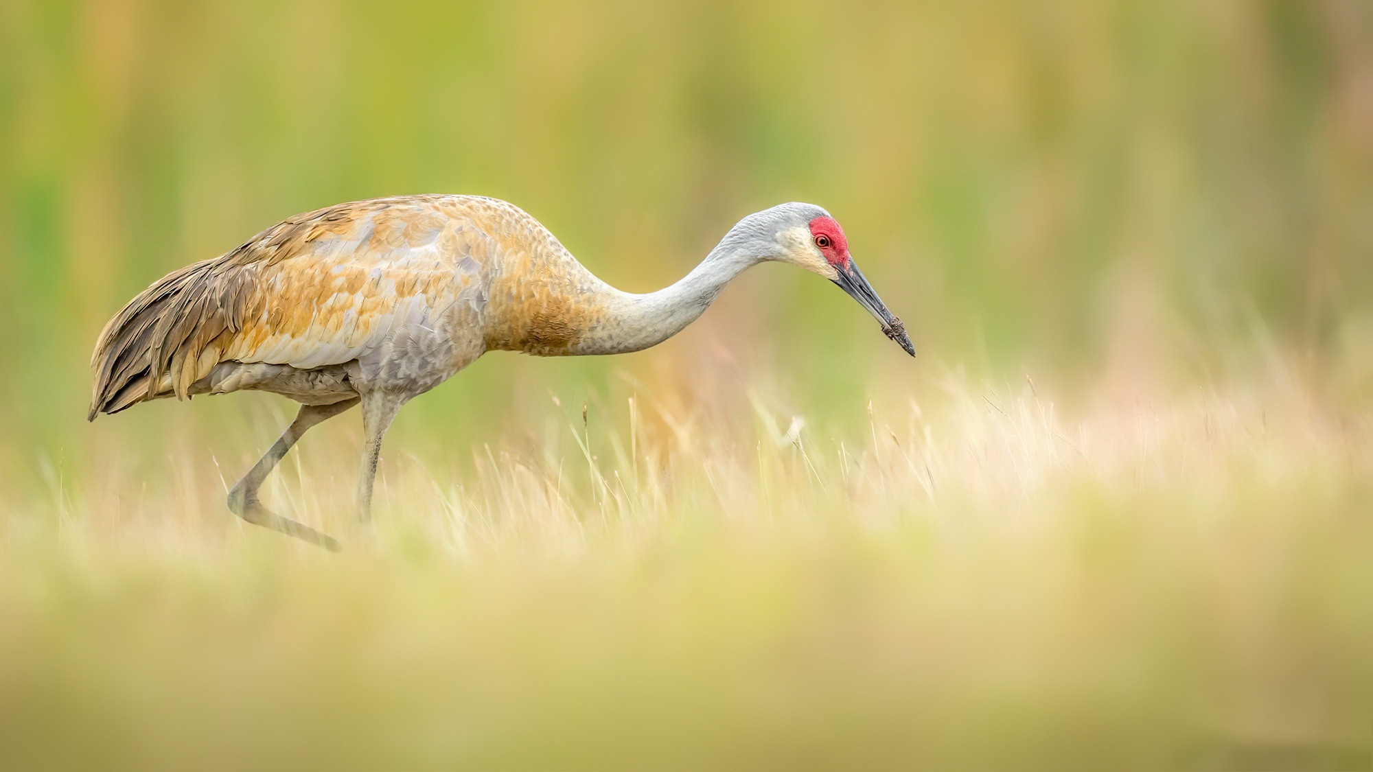 General 2000x1125 nature birds animals grass cranes (bird)