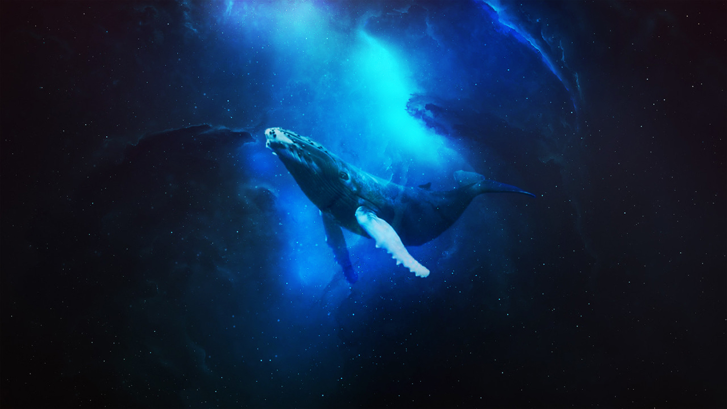 General 1429x804 whale sea artwork space
