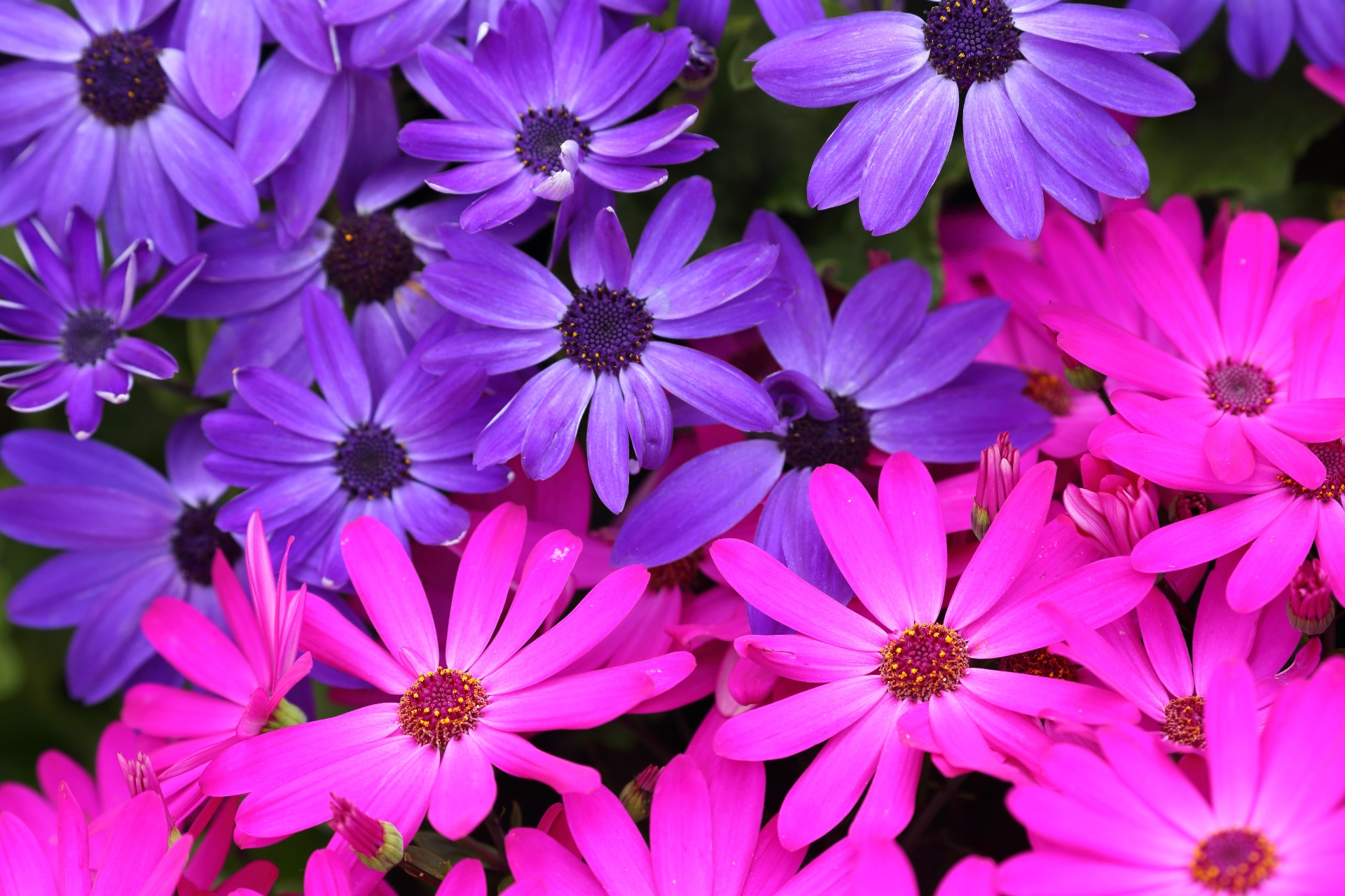 General 1920x1280 colorful flowers plants