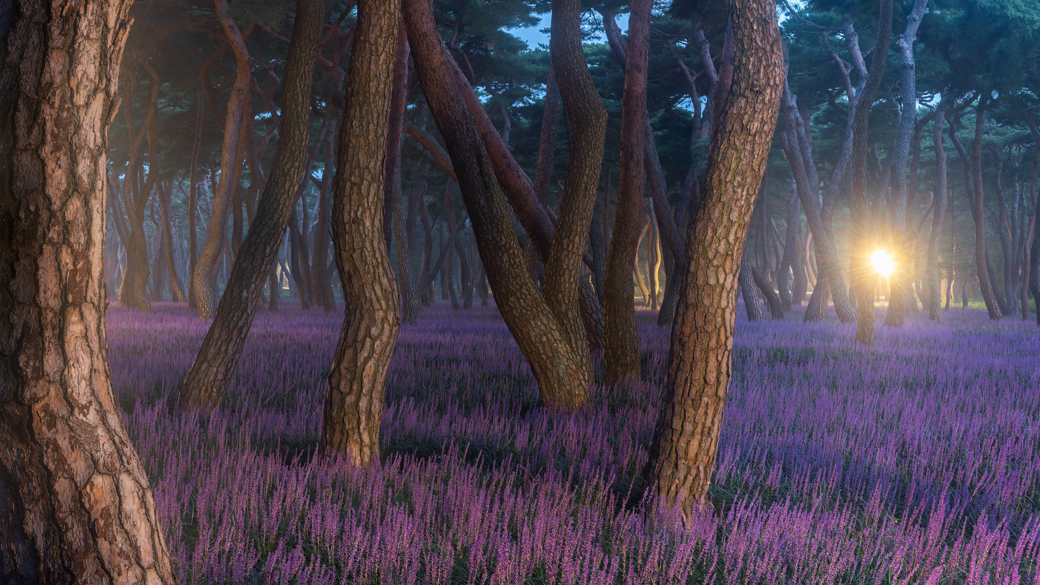 General 2100x1181 Jaeyoun Ryu trees purple bright nature lavender tree bark outdoors plants