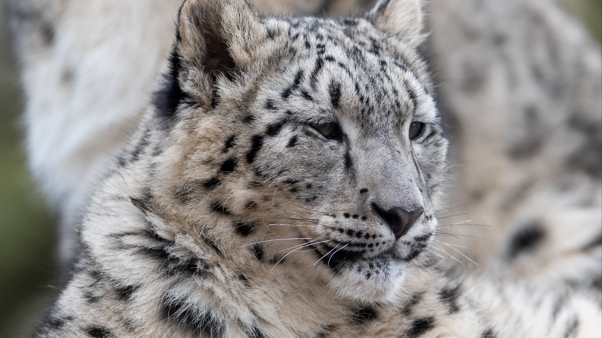 General 1920x1080 snow leopards animals big cats leopard mammals