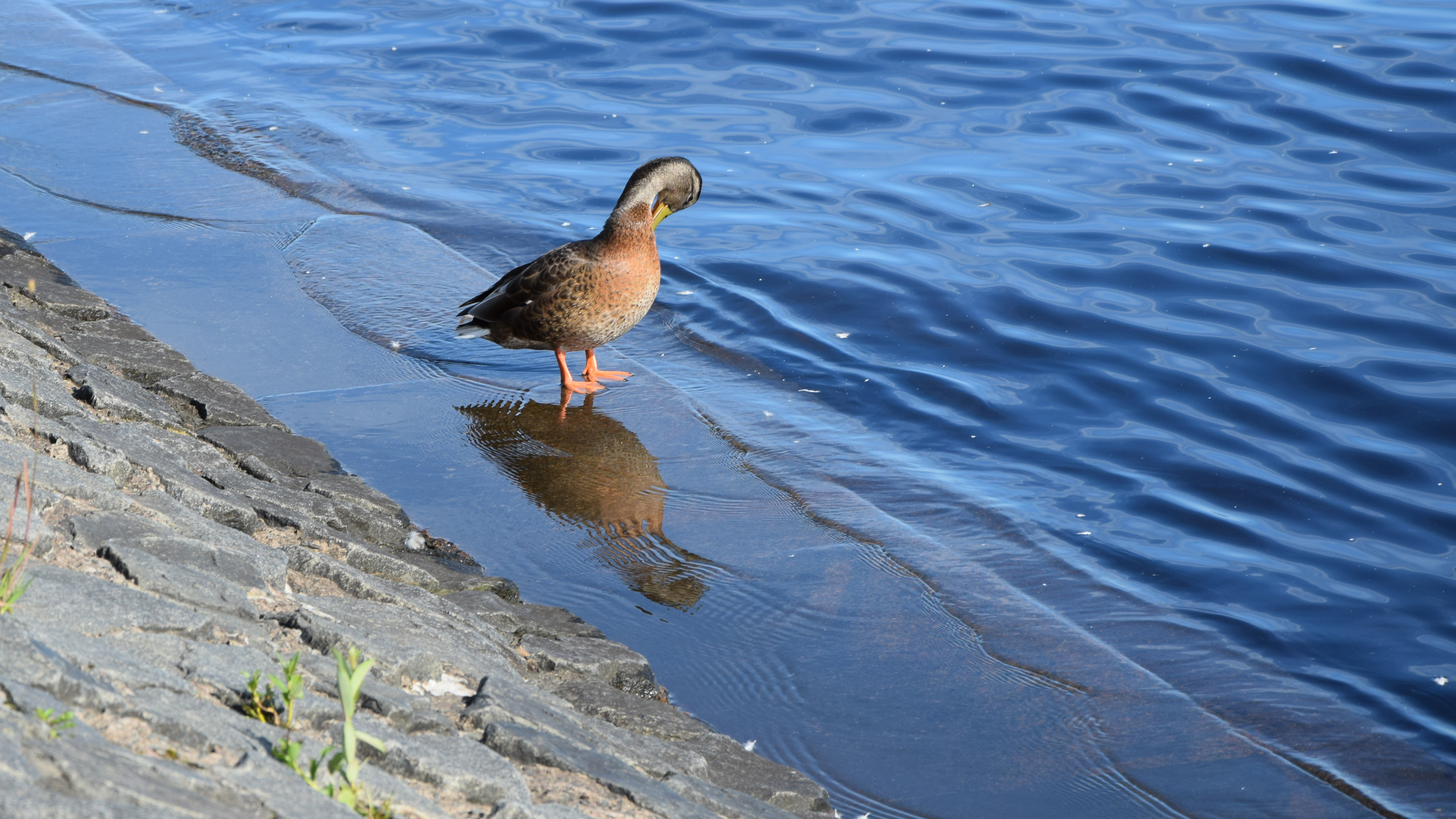 General 5006x2816 nature duck water
