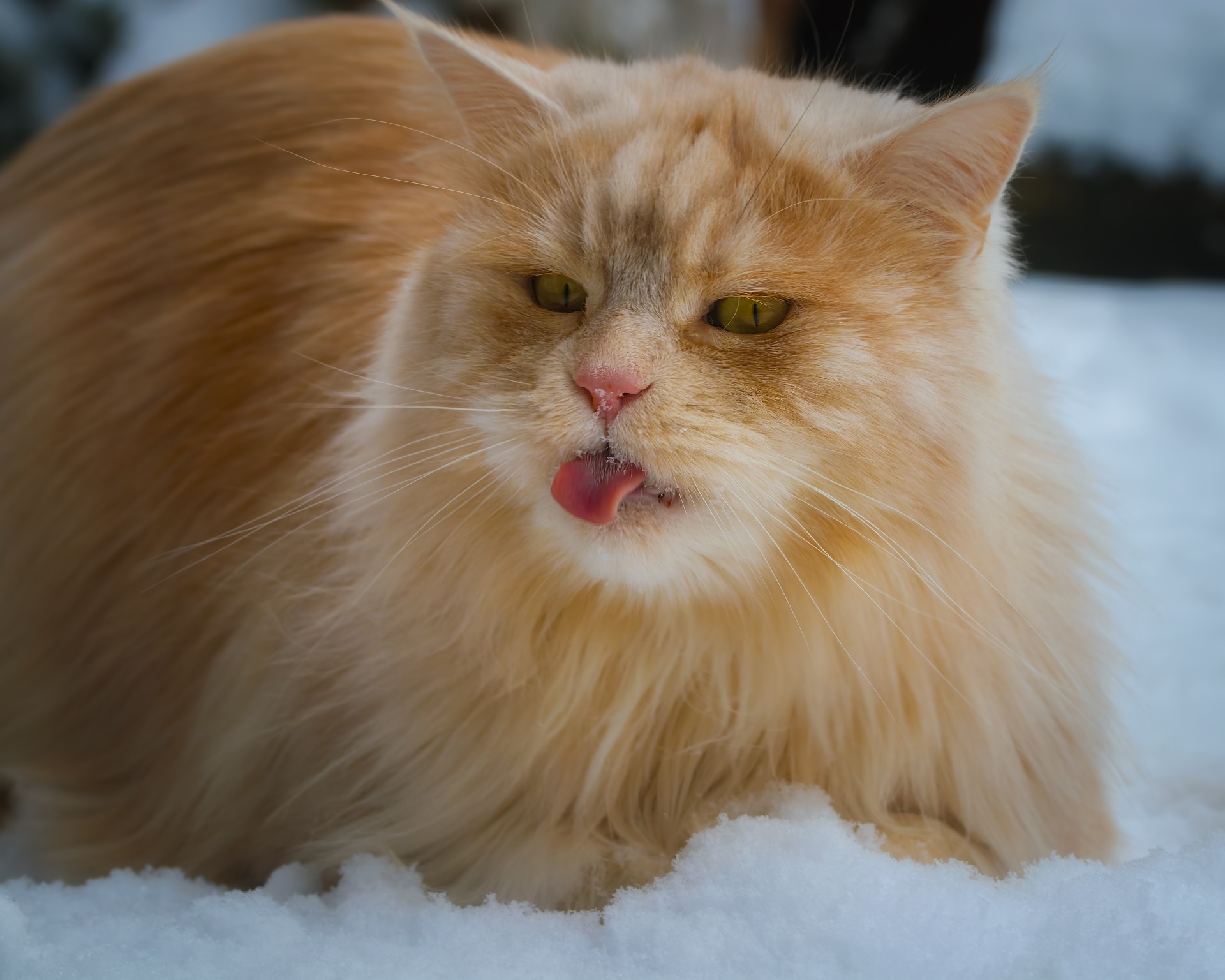 General 1920x1536 snow tongue out animals mammals cats