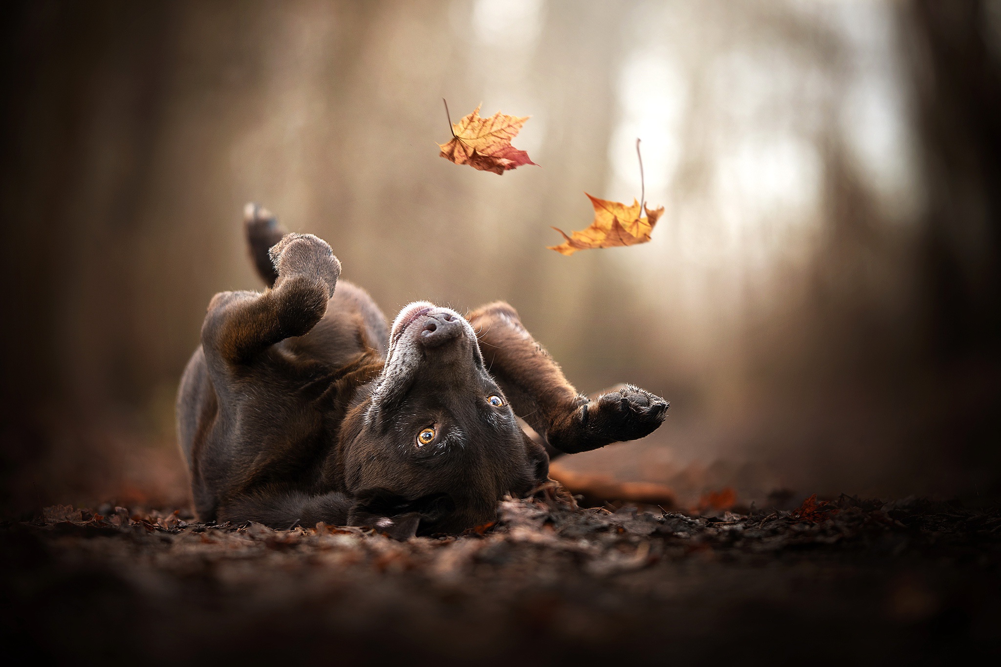 General 2048x1365 dog outdoors leaves animals