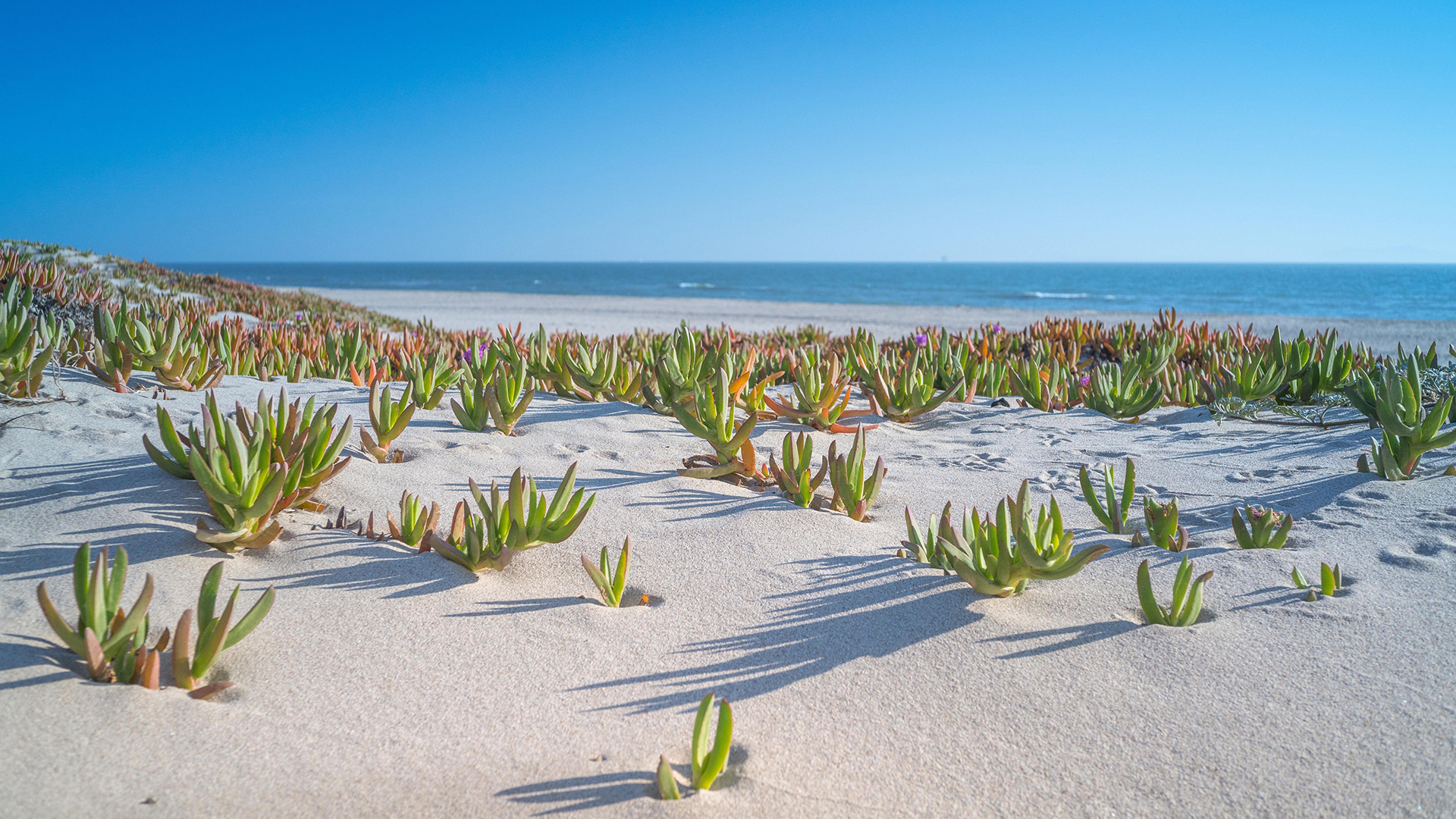 General 1920x1080 beach shore plants sand sea horizon sunlight landscape