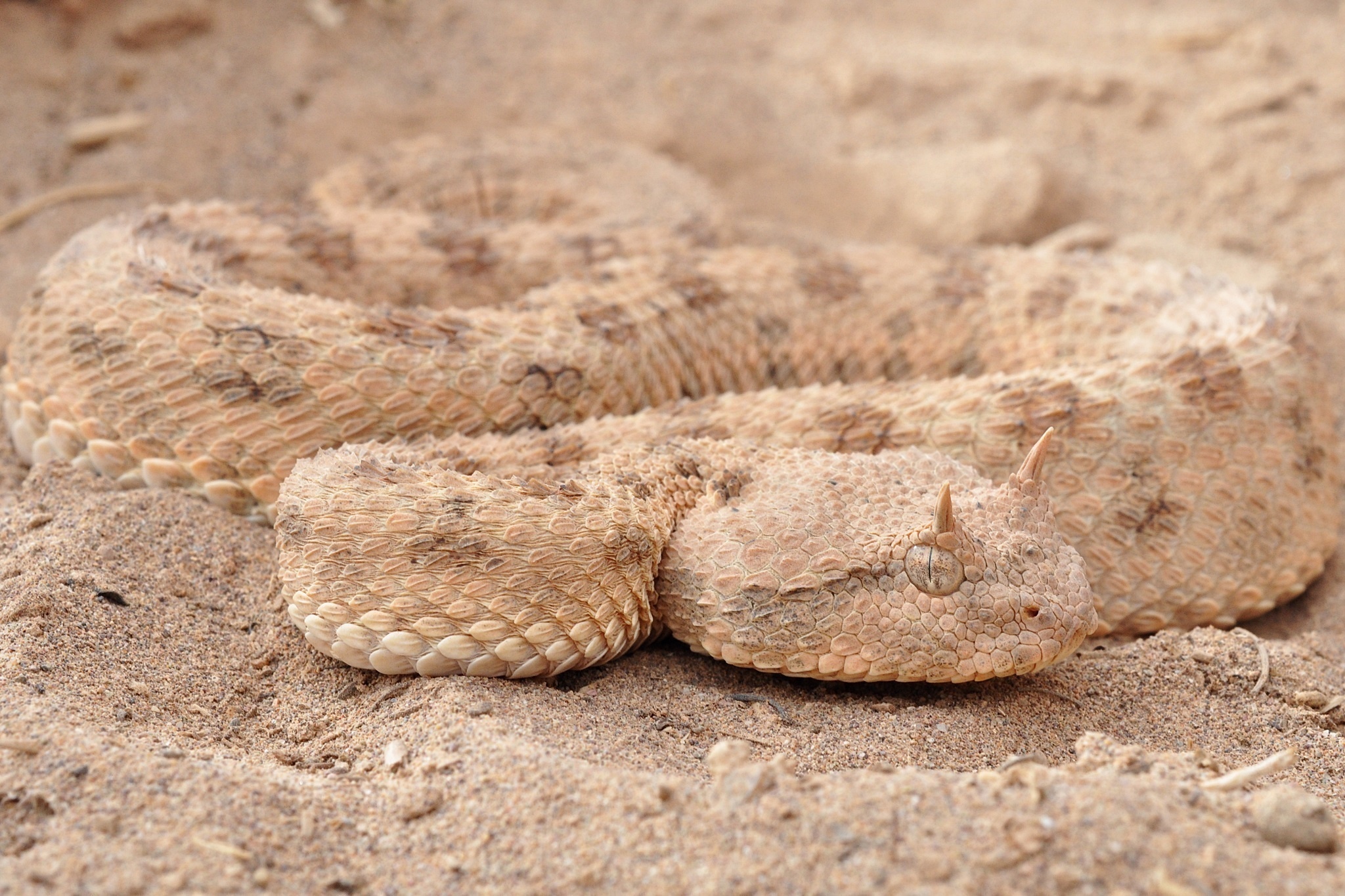 General 2048x1365 animals reptiles snake closeup scales ground