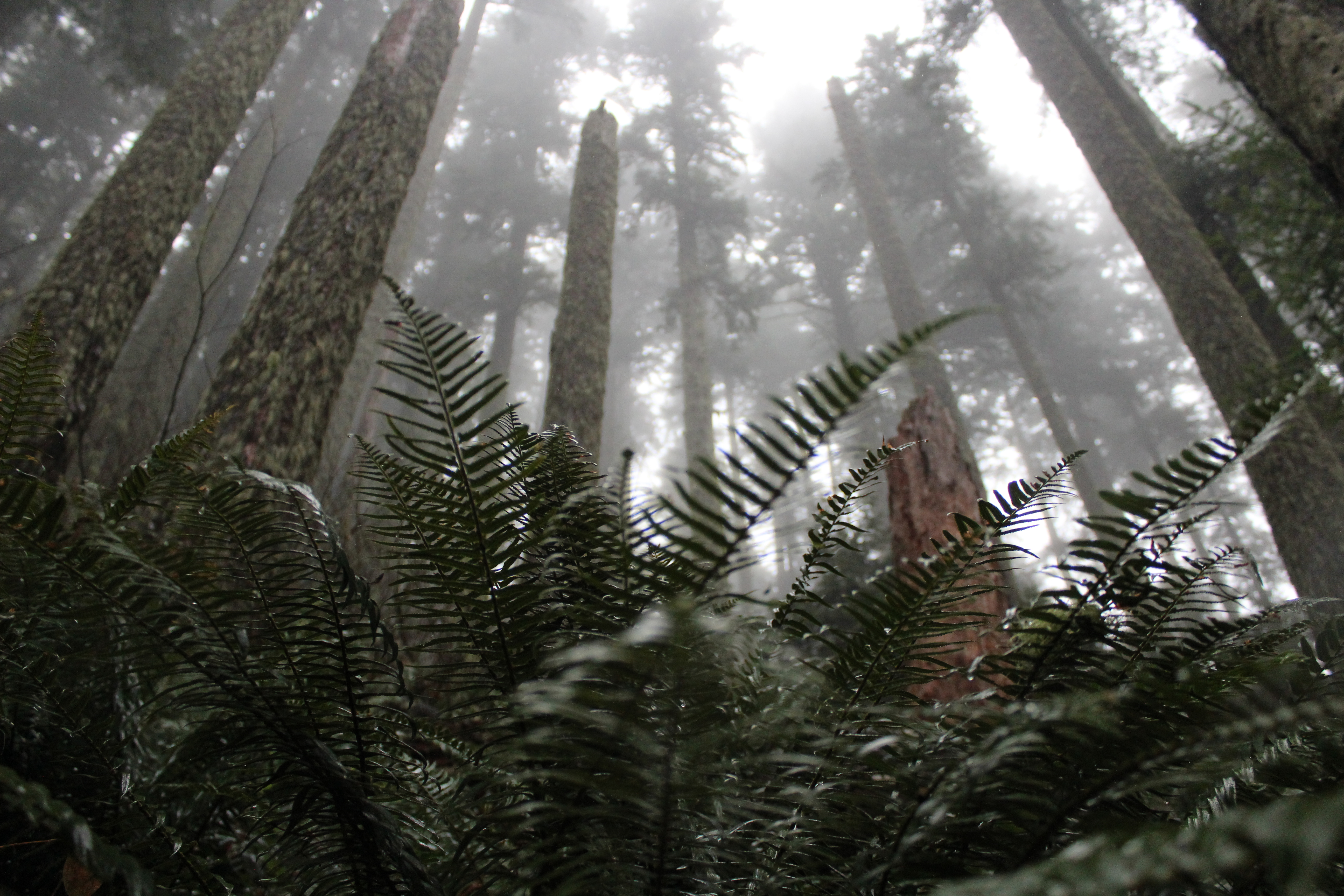 General 5184x3456 mist depth of field pine trees forest landscape macro blurred