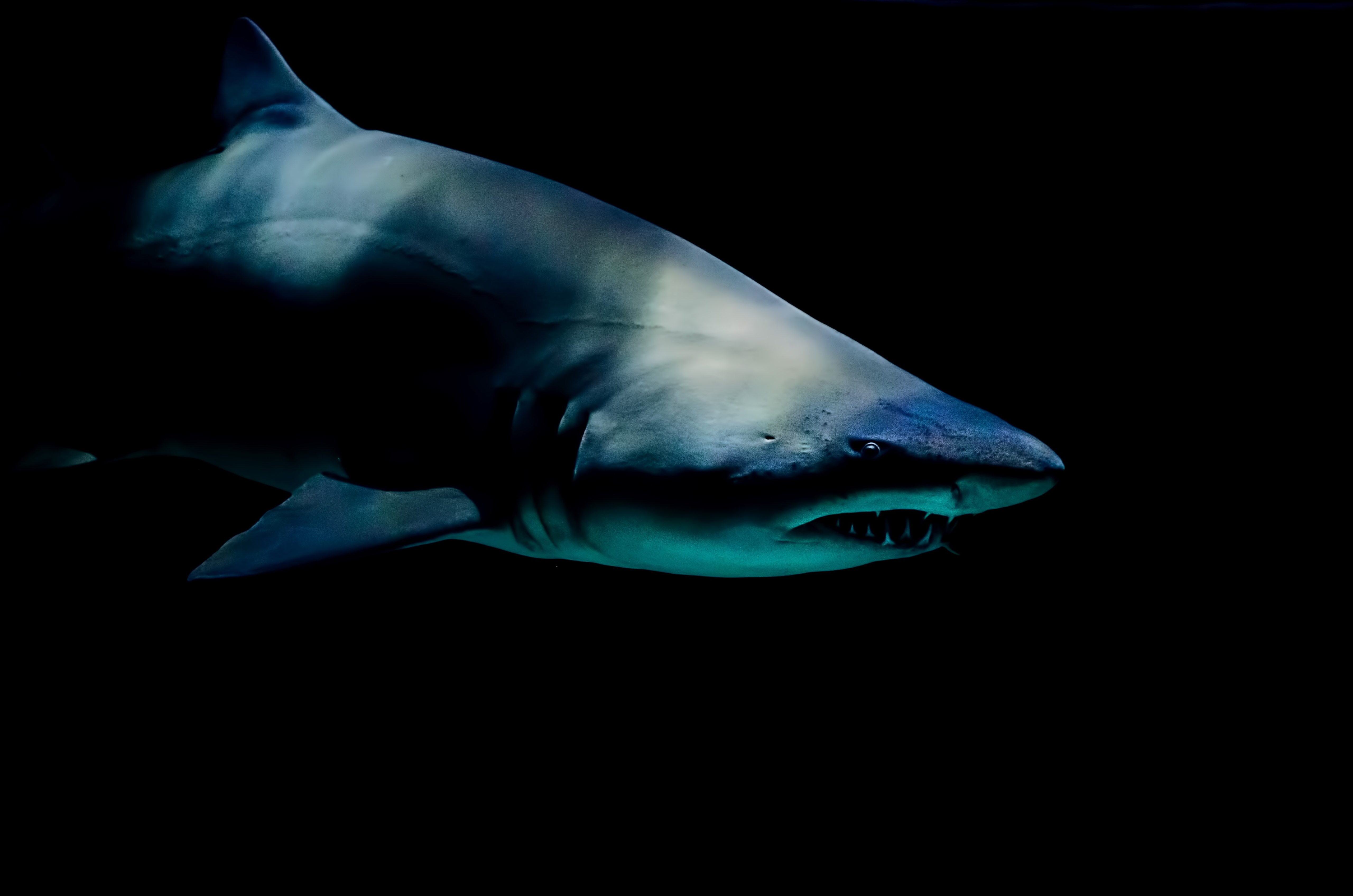 General 5120x3391 shark sea animals dark