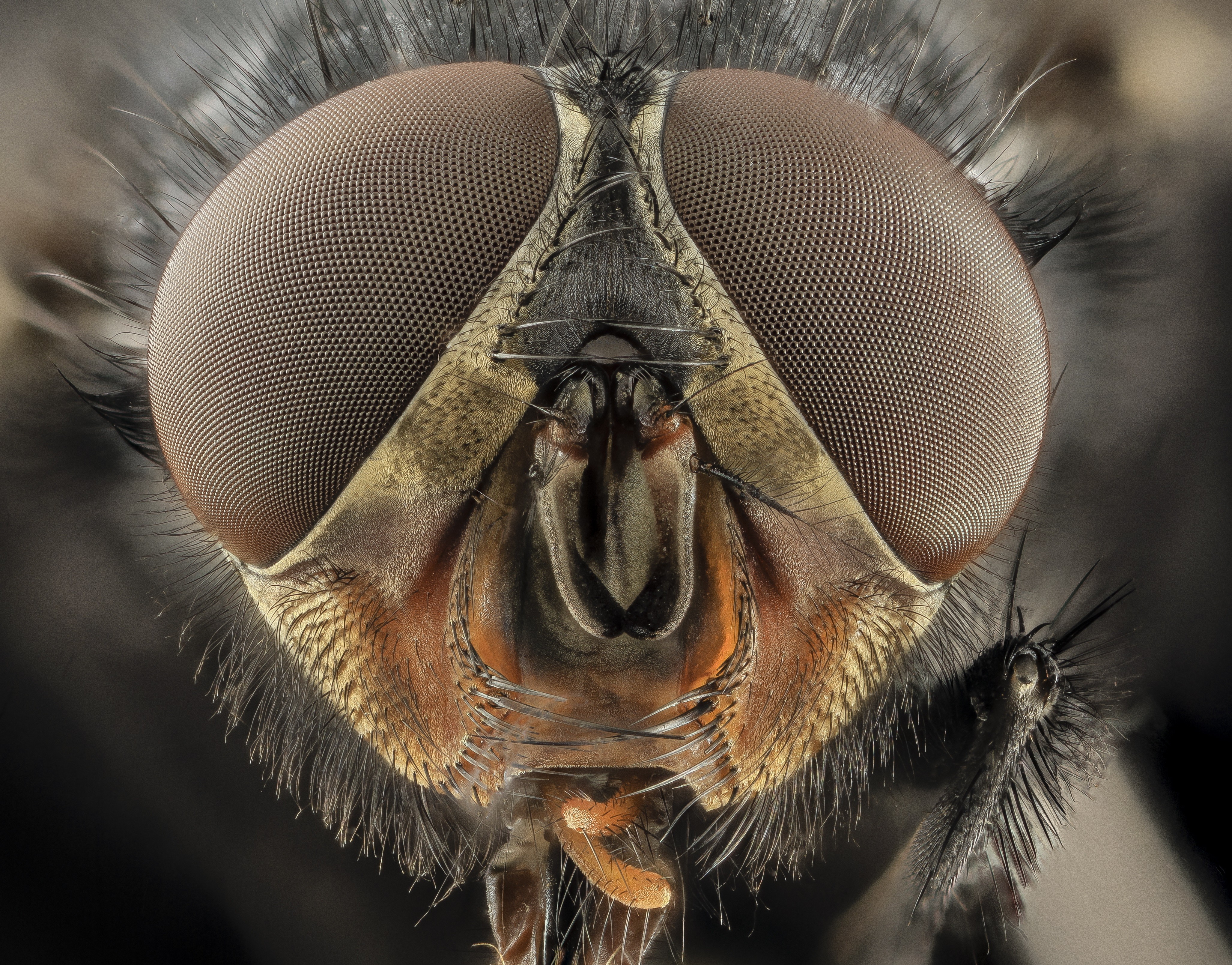 General 4109x3218 insect macro closeup bees