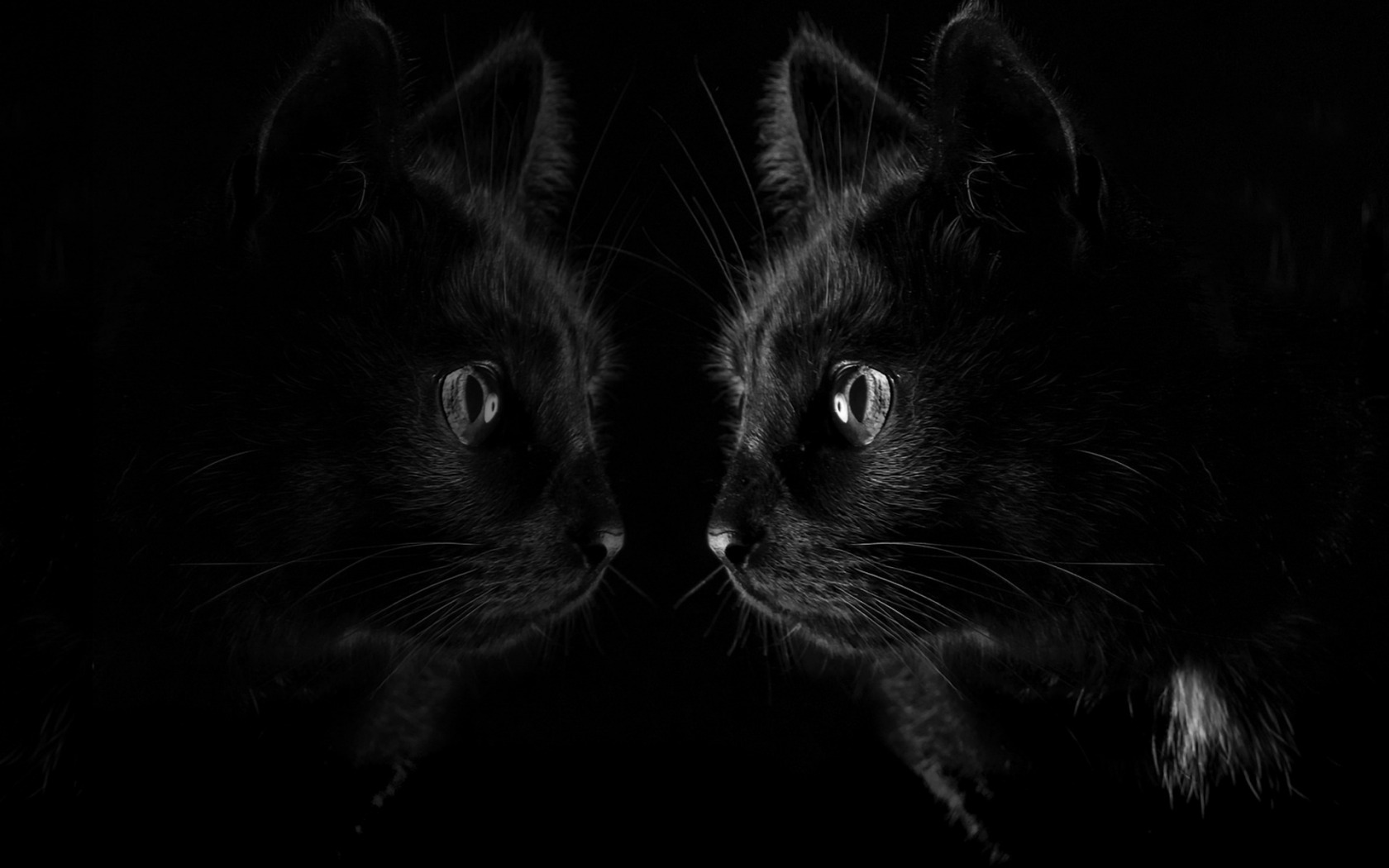 General 1680x1050 dark black cats reflection animals