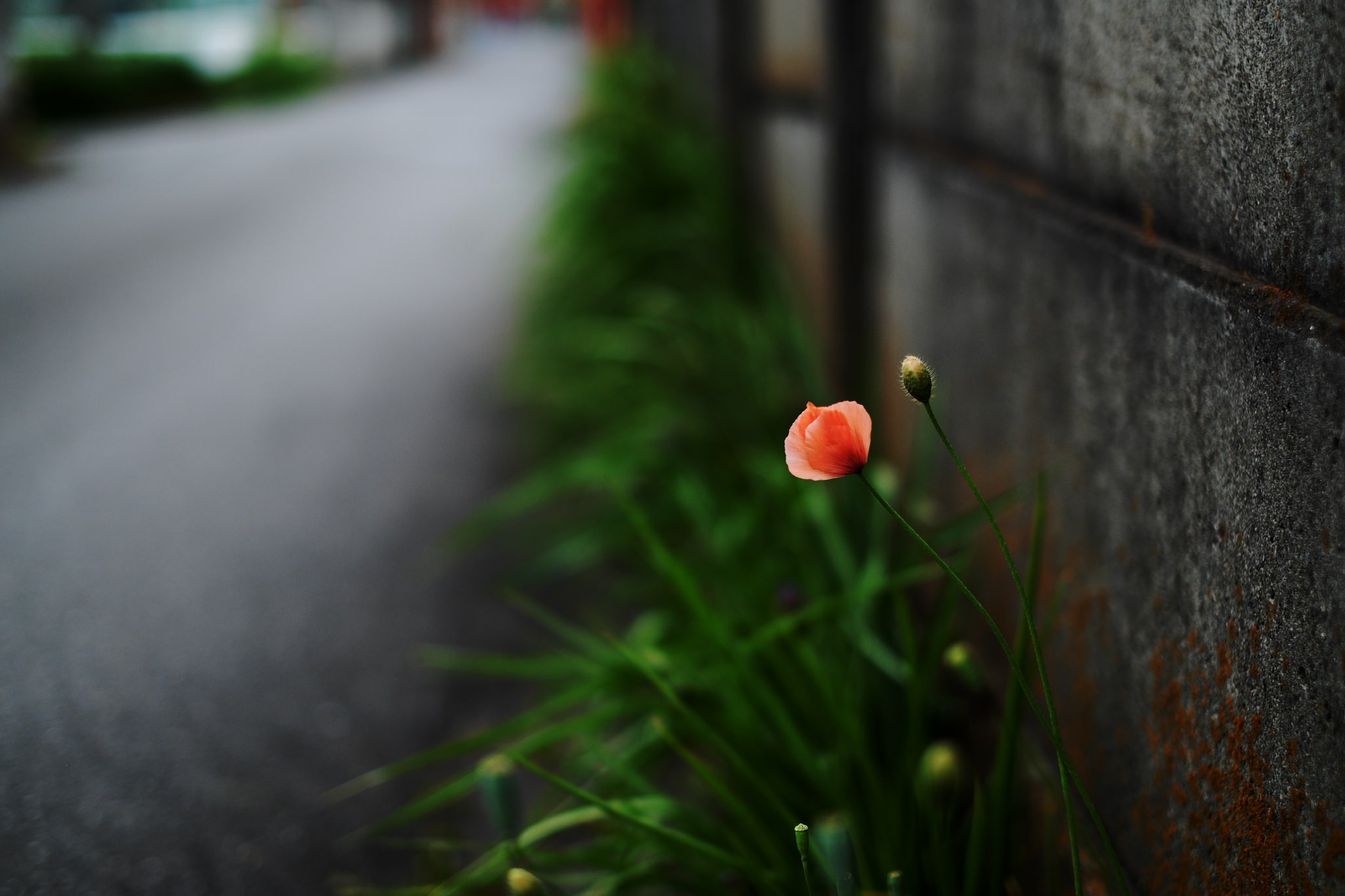 General 2048x1365 photography flowers wall plants road orange flowers blurred macro urban