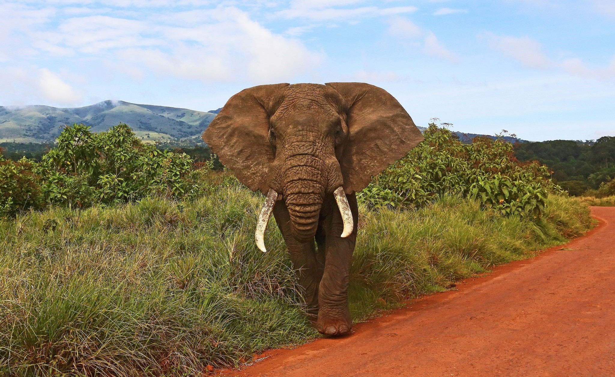 General 2048x1257 animals elephant mammals wildlife Africa hills
