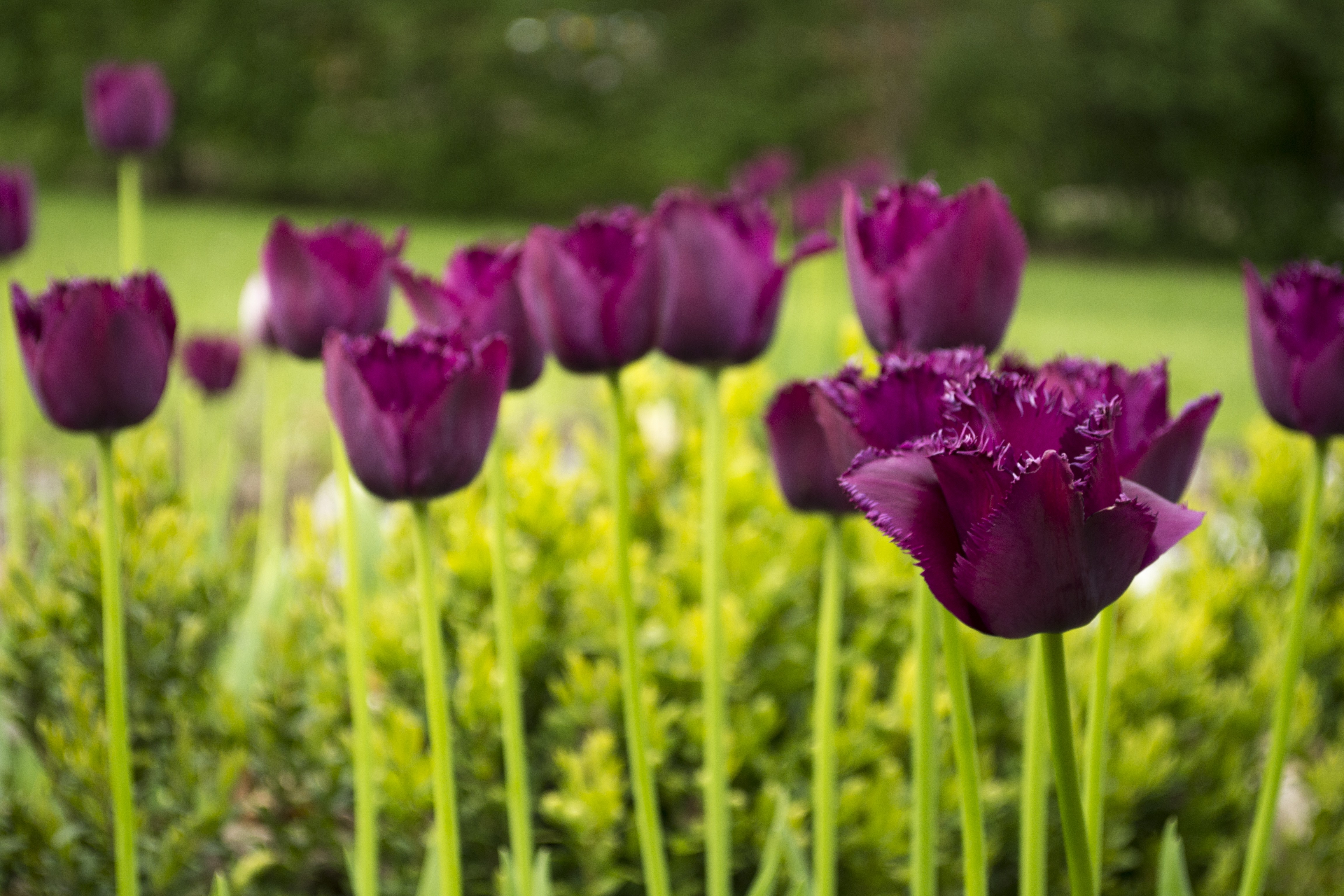 General 4608x3072 tulips flowers purple flowers plants outdoors spring