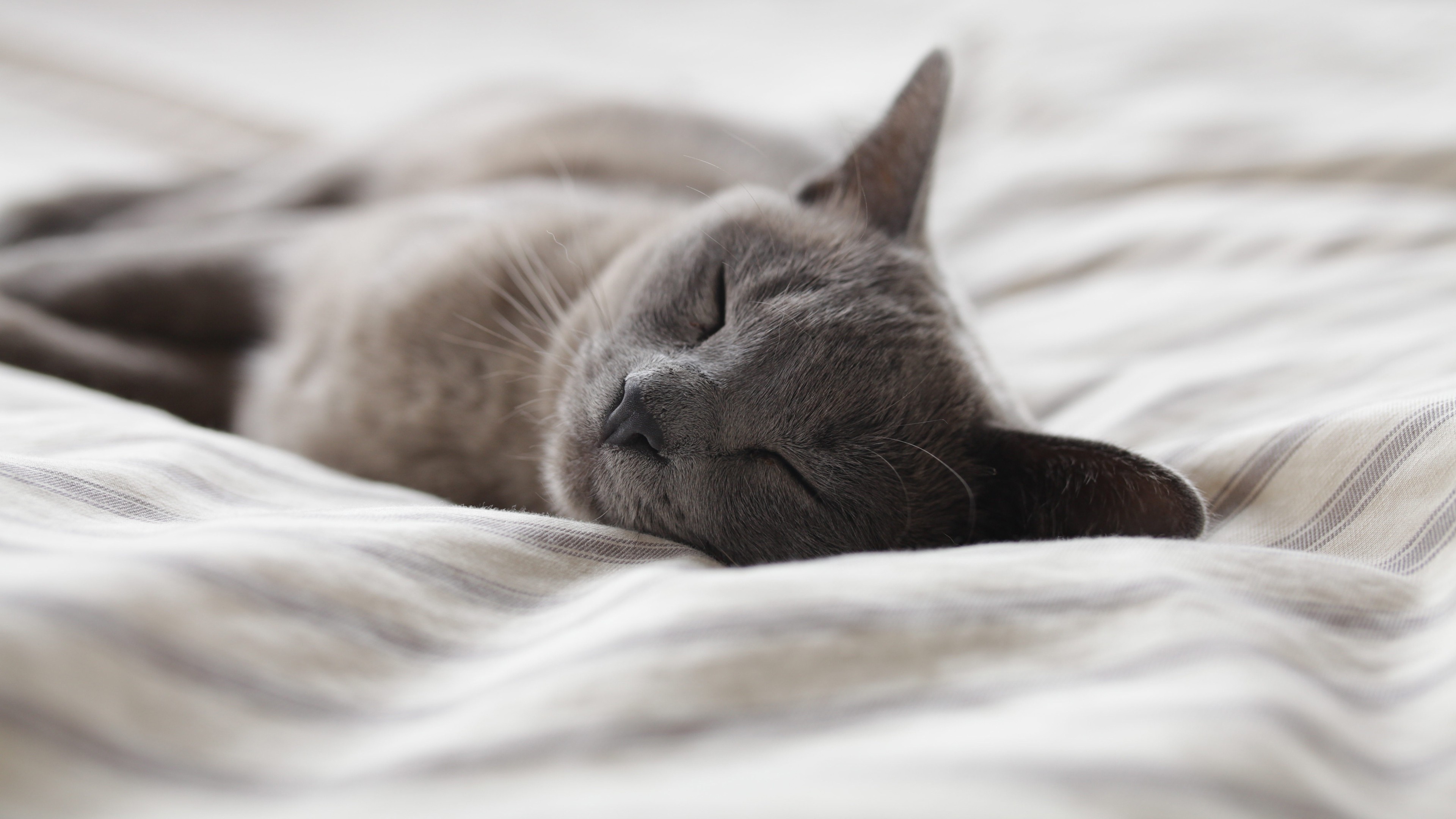General 3840x2160 photography cats bed sleeping animals Russian Blue closeup