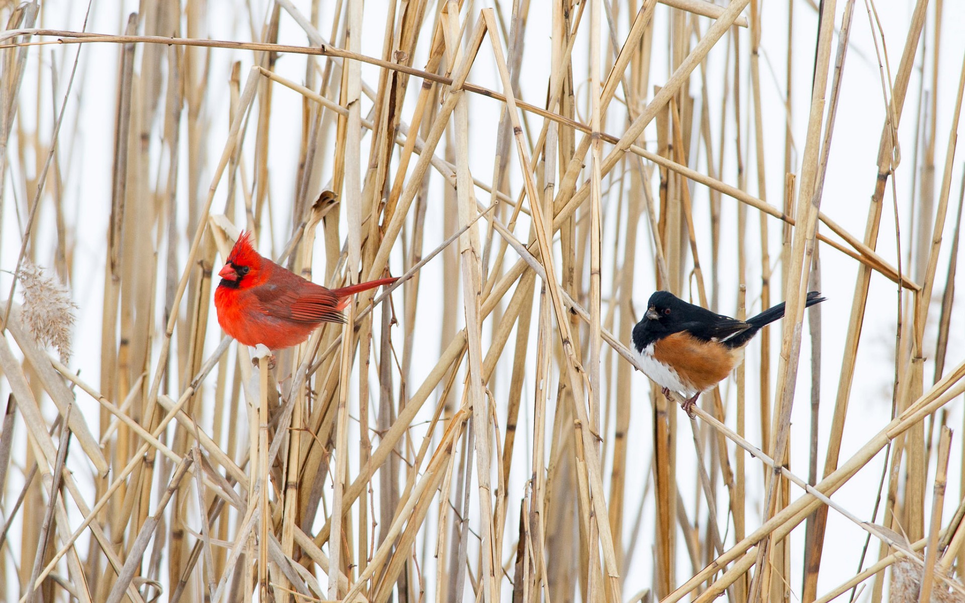 General 1920x1200 nature animals birds cardinals outdoors
