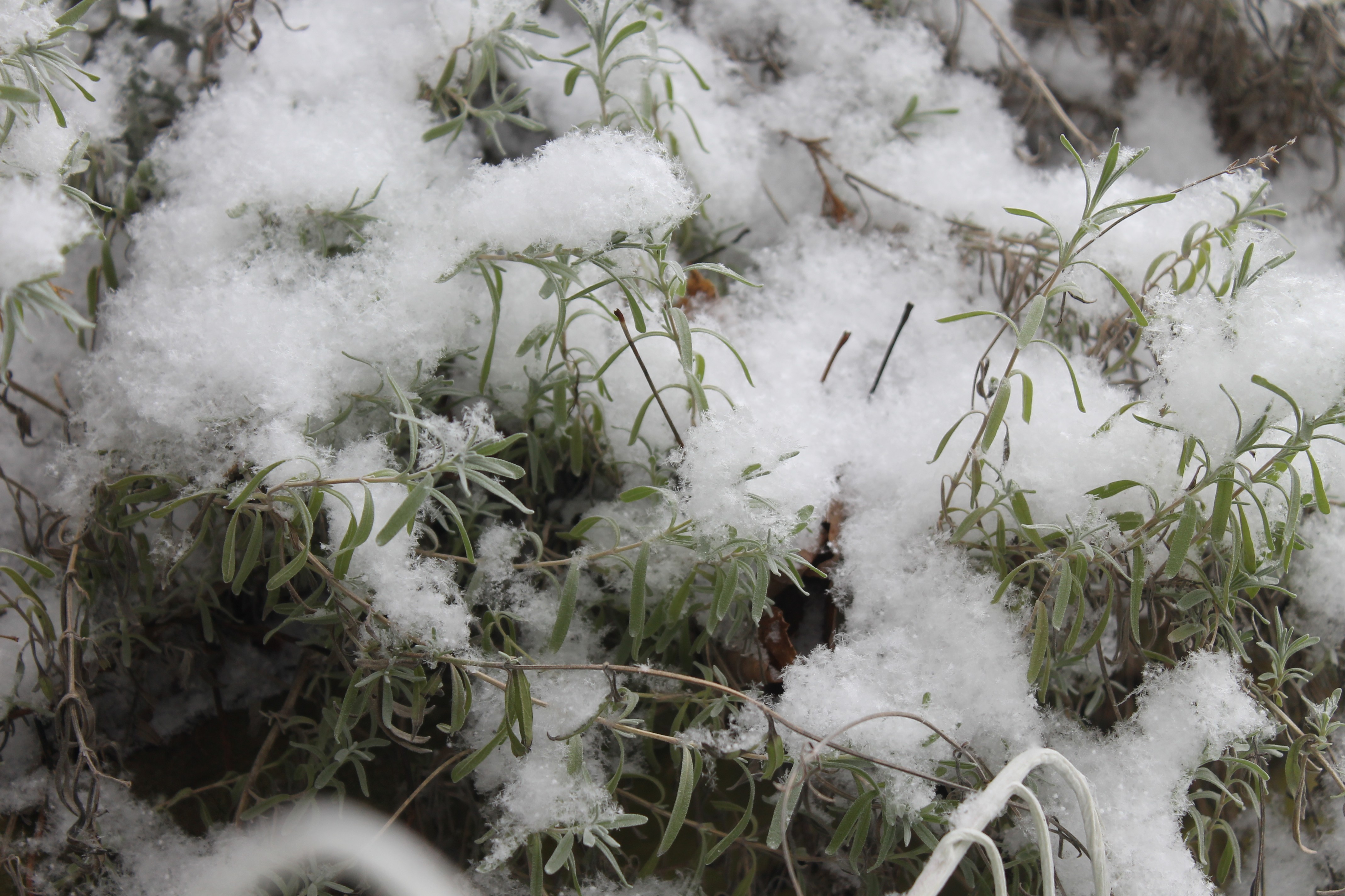 General 4272x2848 winter green snow white plants nature